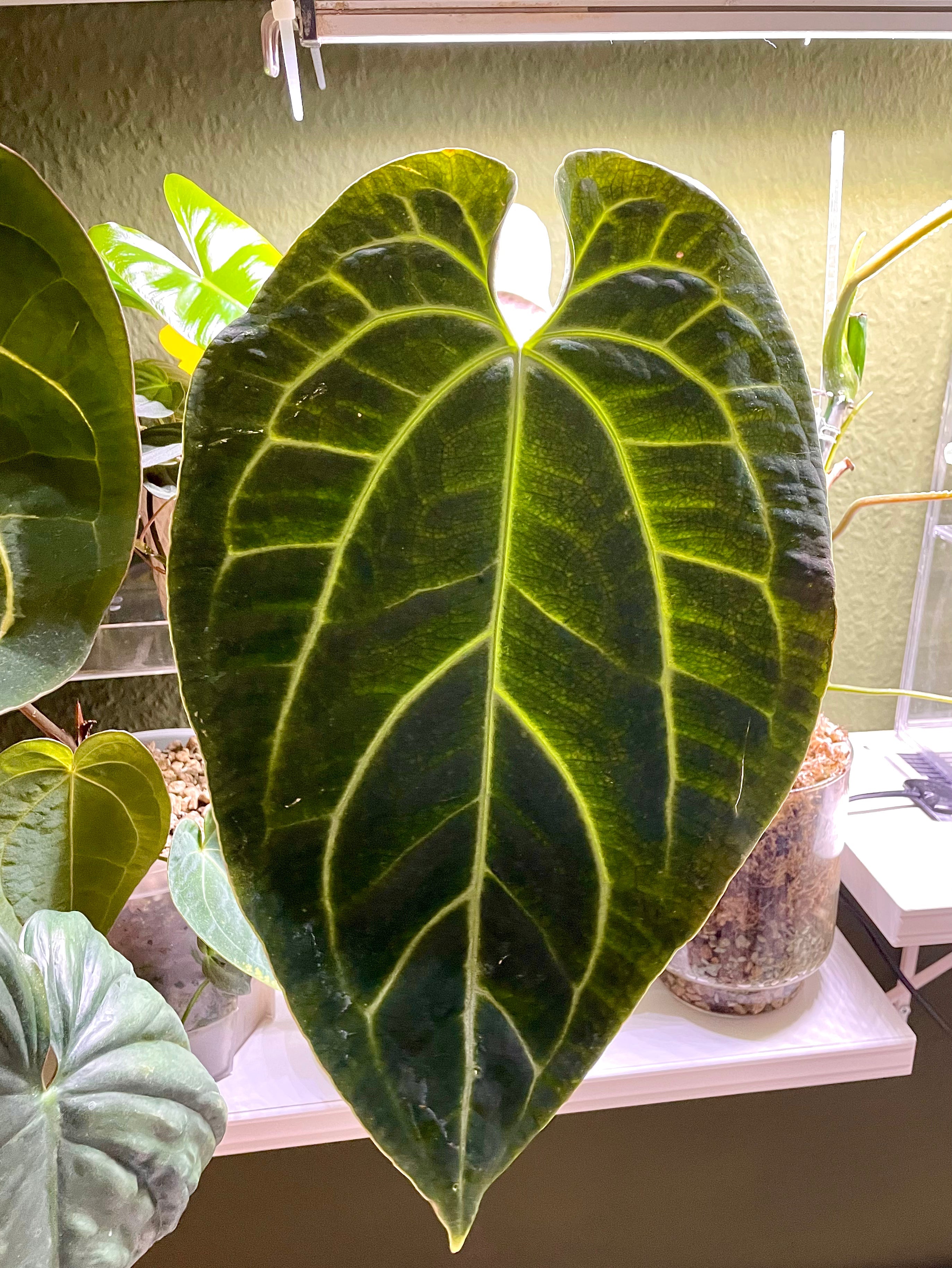 Anthurium