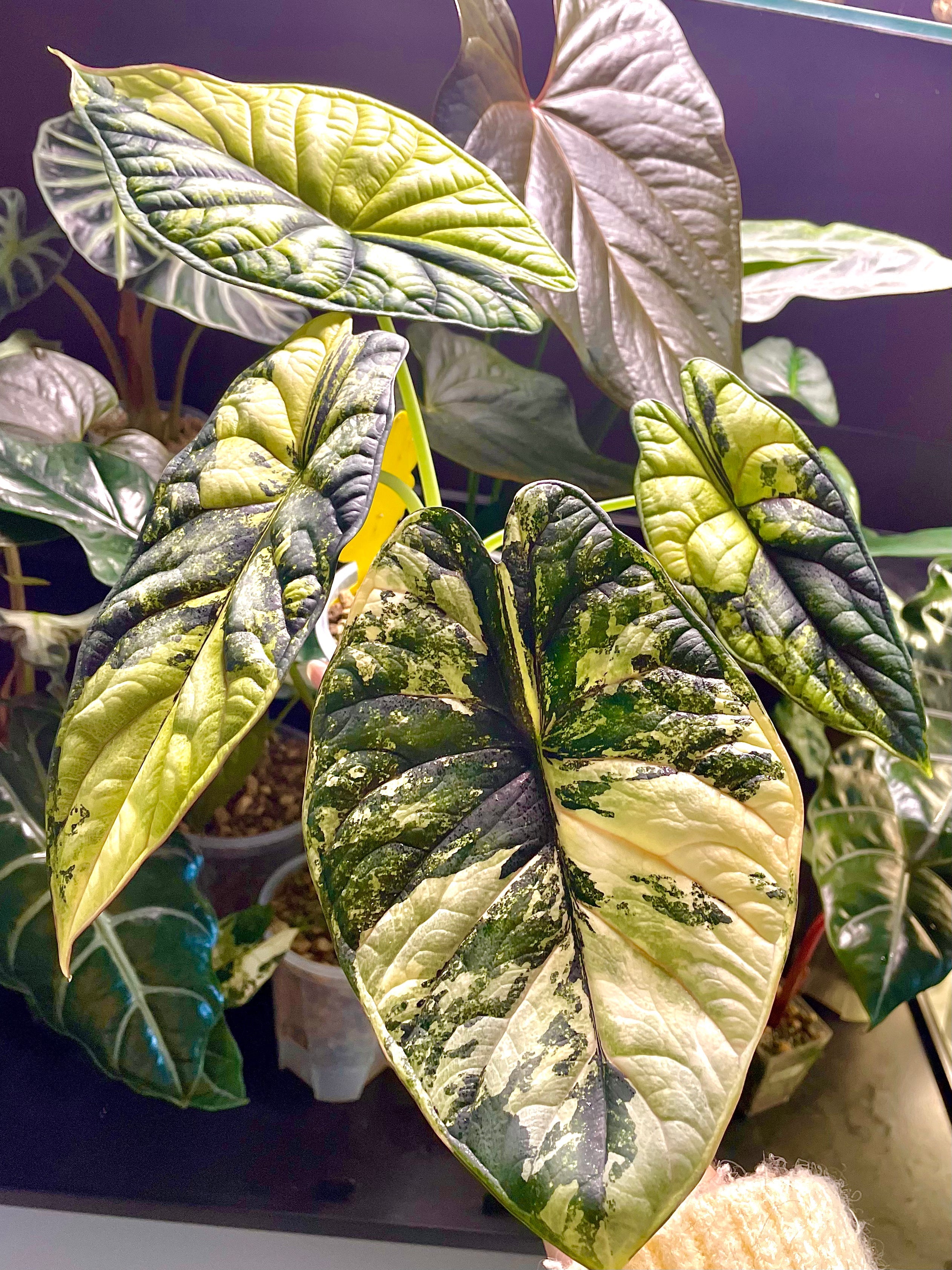 Alocasia