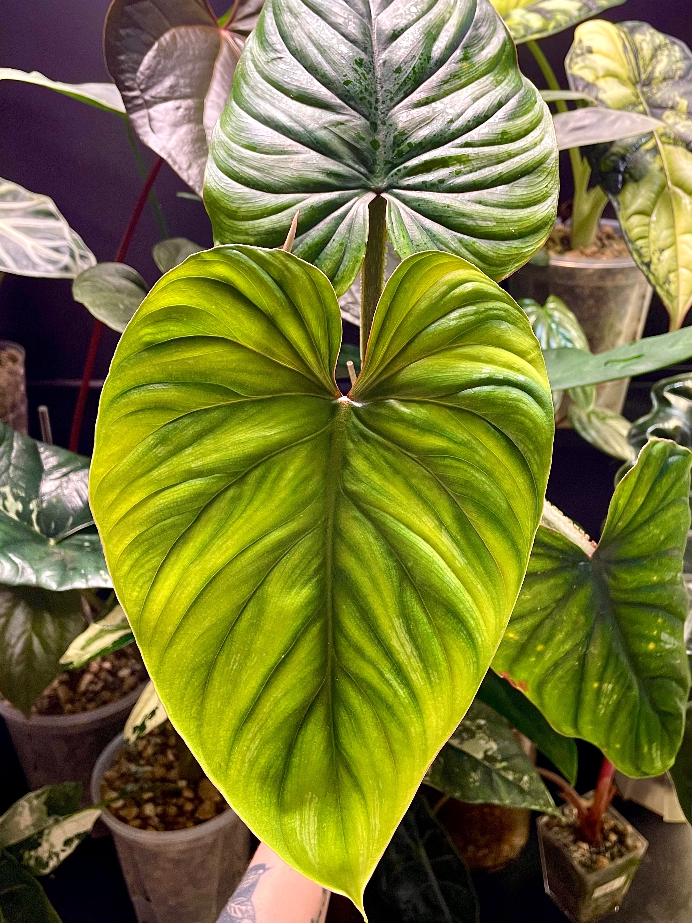 Philodendron