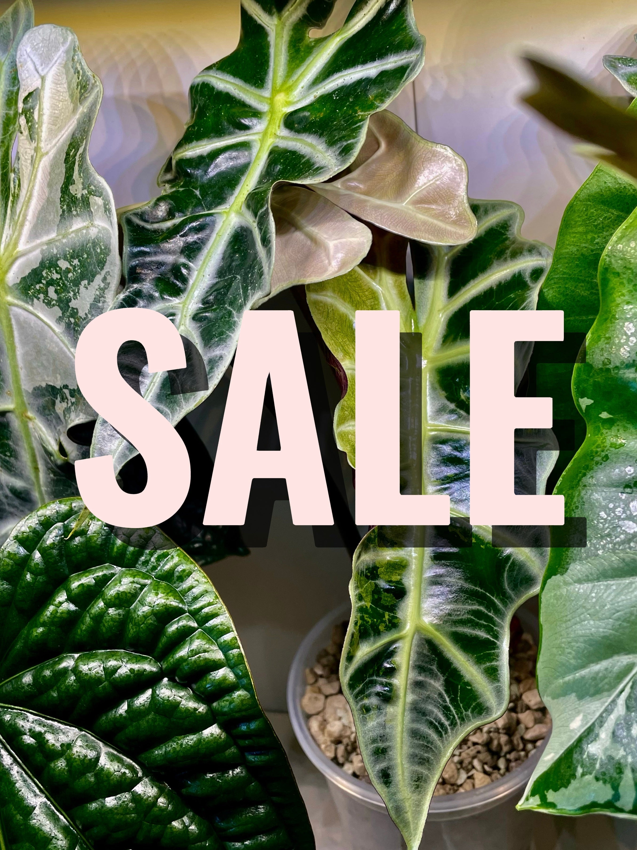 SALE