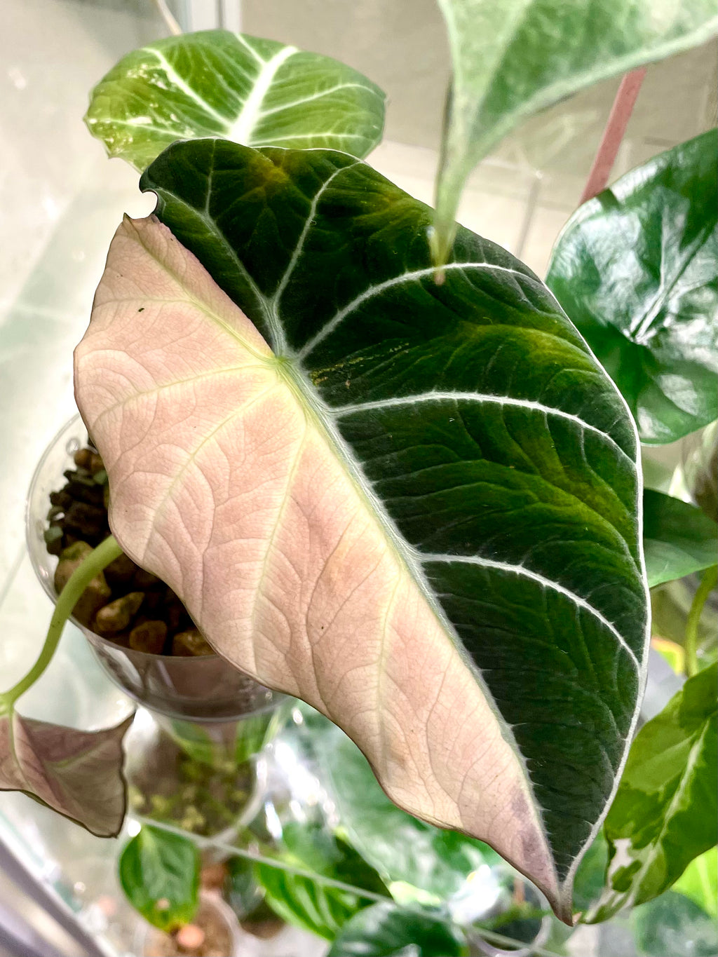 Alocasia Black Velvet Pink