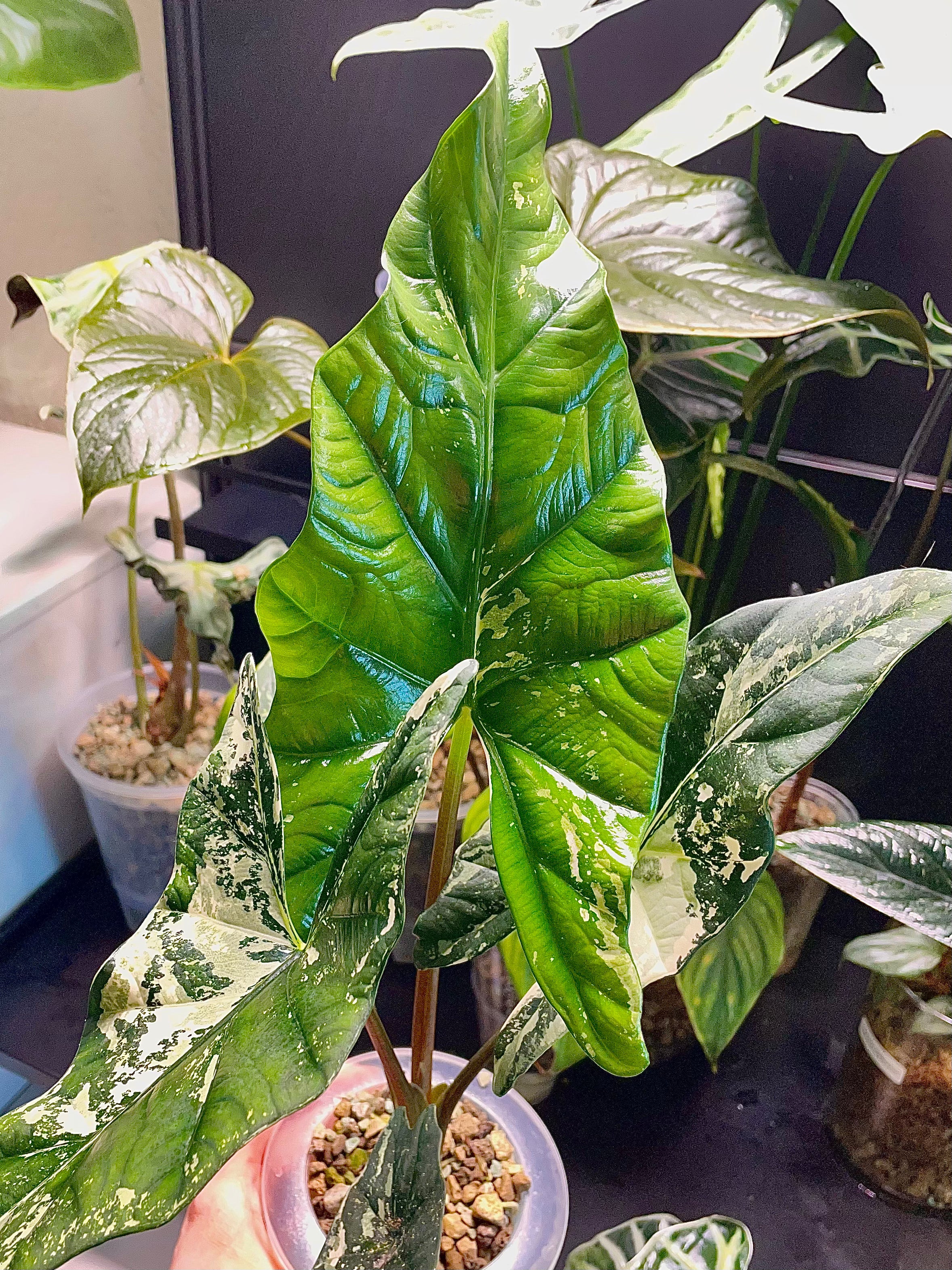 Alocasia Simpo Albo
