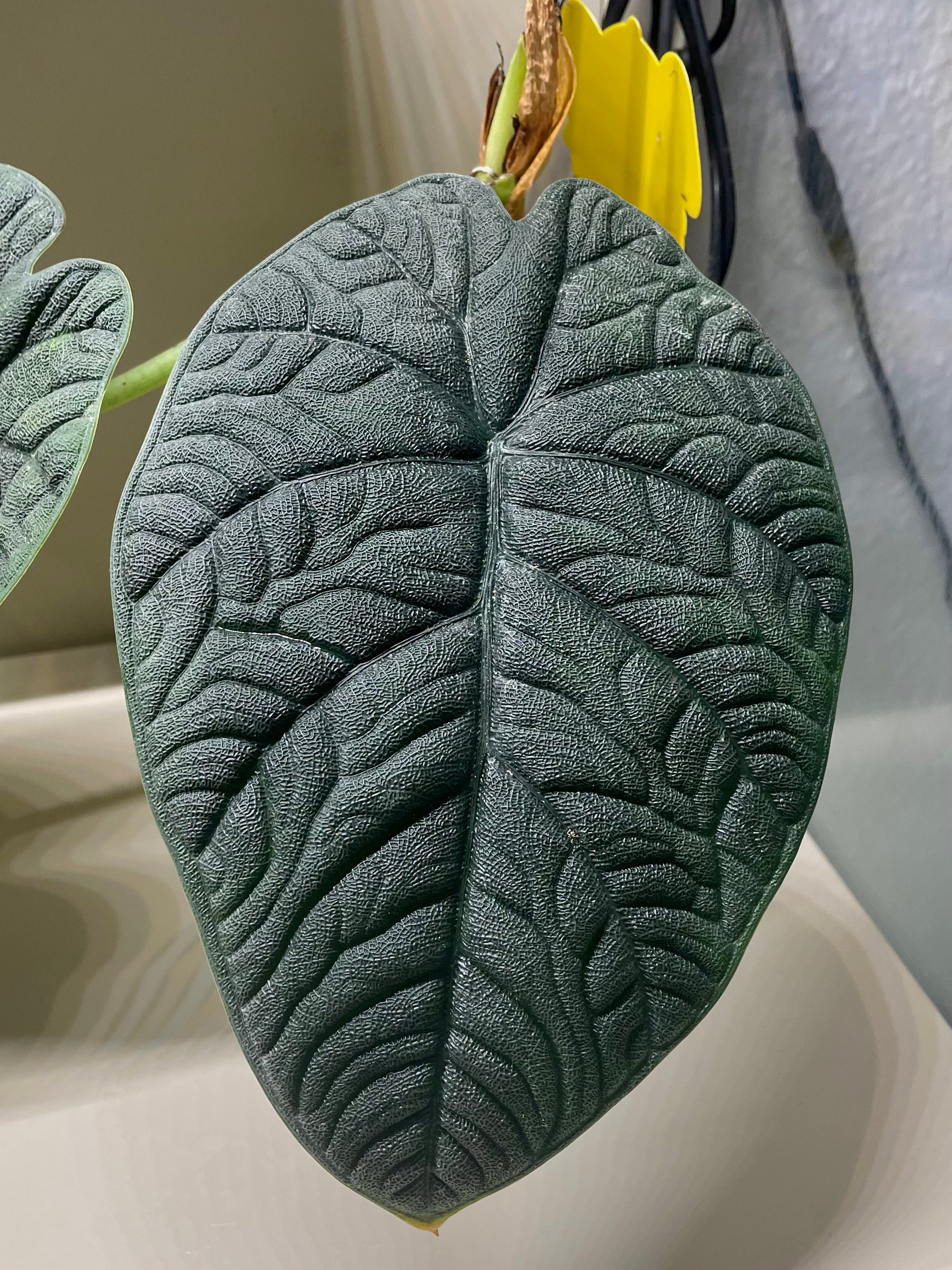 Alocasia Melo