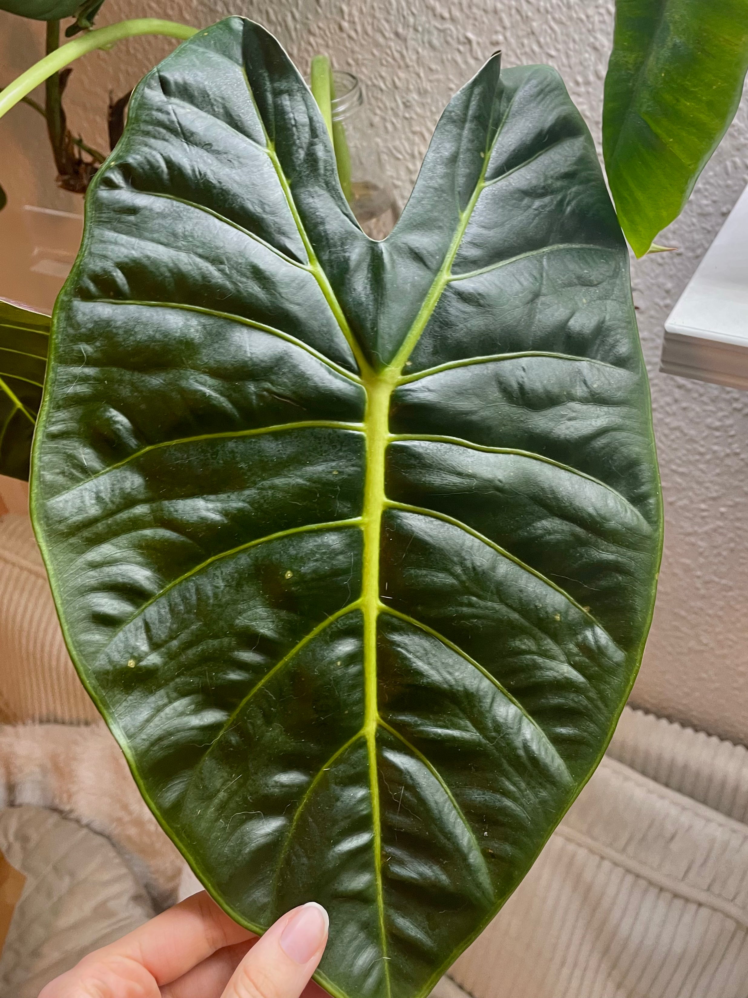 Alocasia Golden Bone