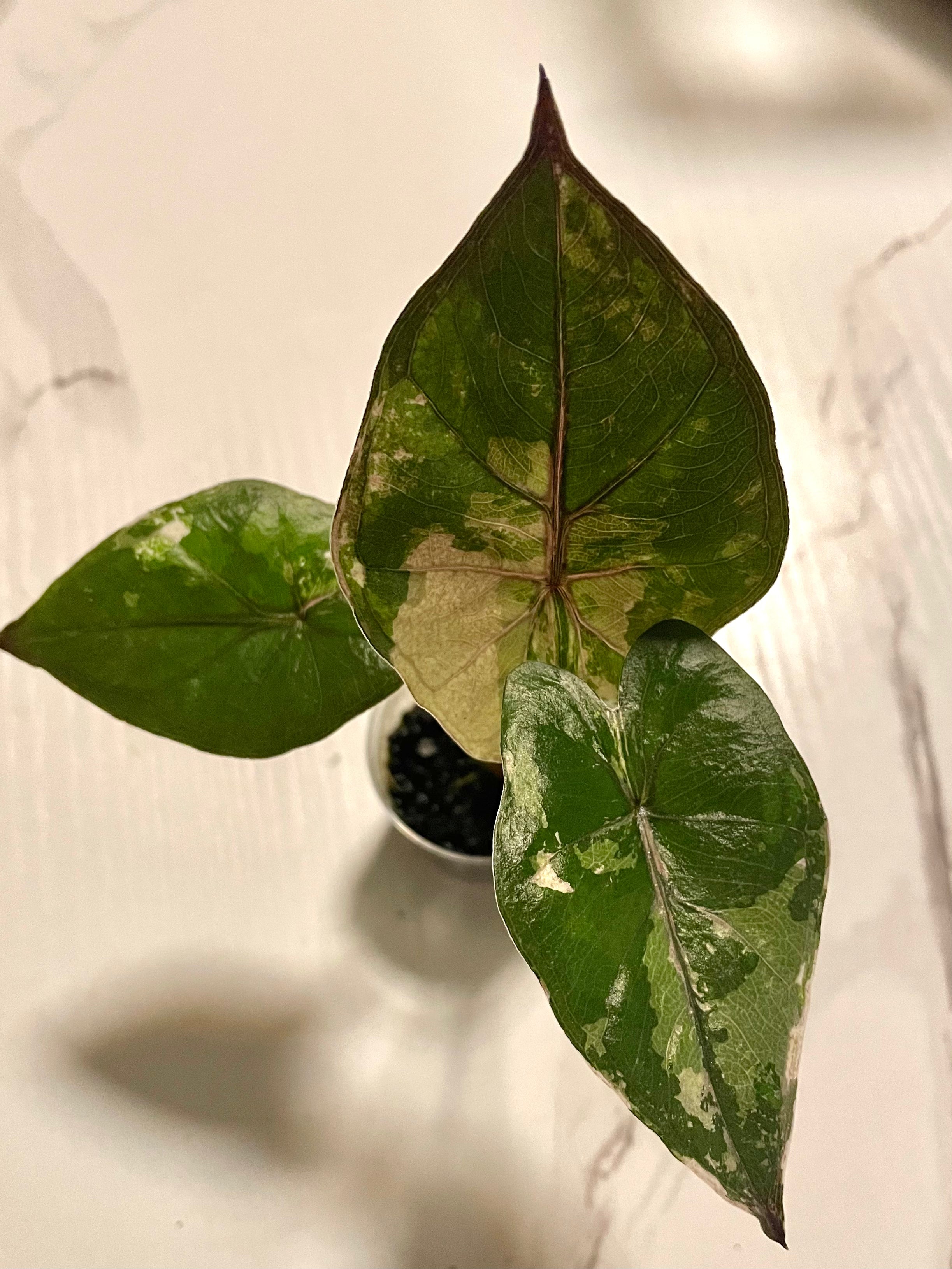 Alocasia Yucatan Princess Variegata