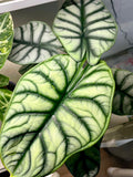 Alocasia Silver Dragon