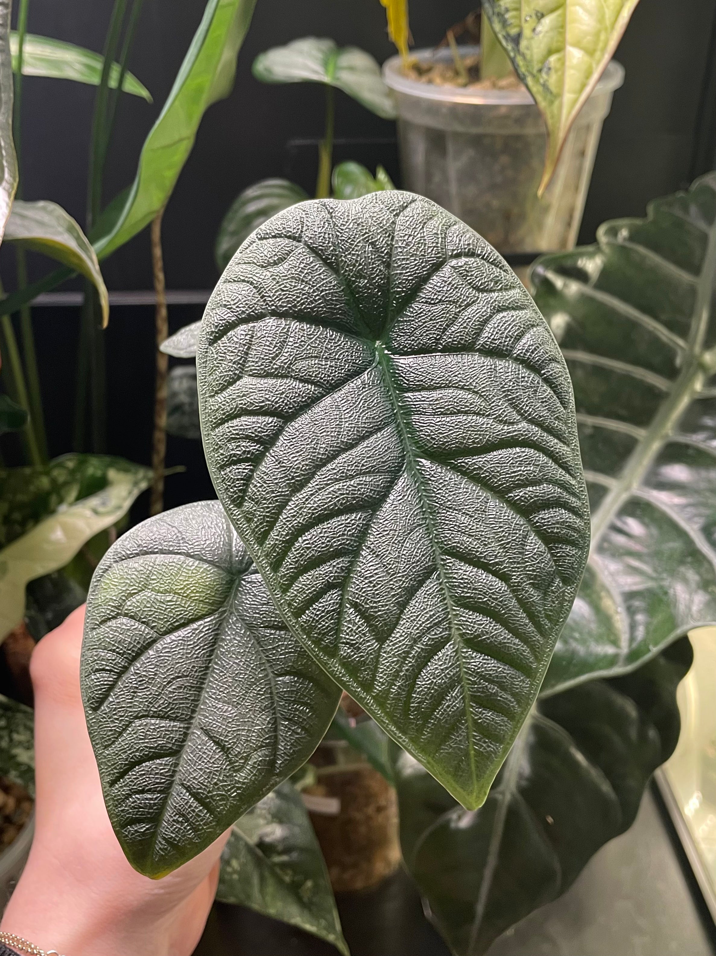 Alocasia Melo