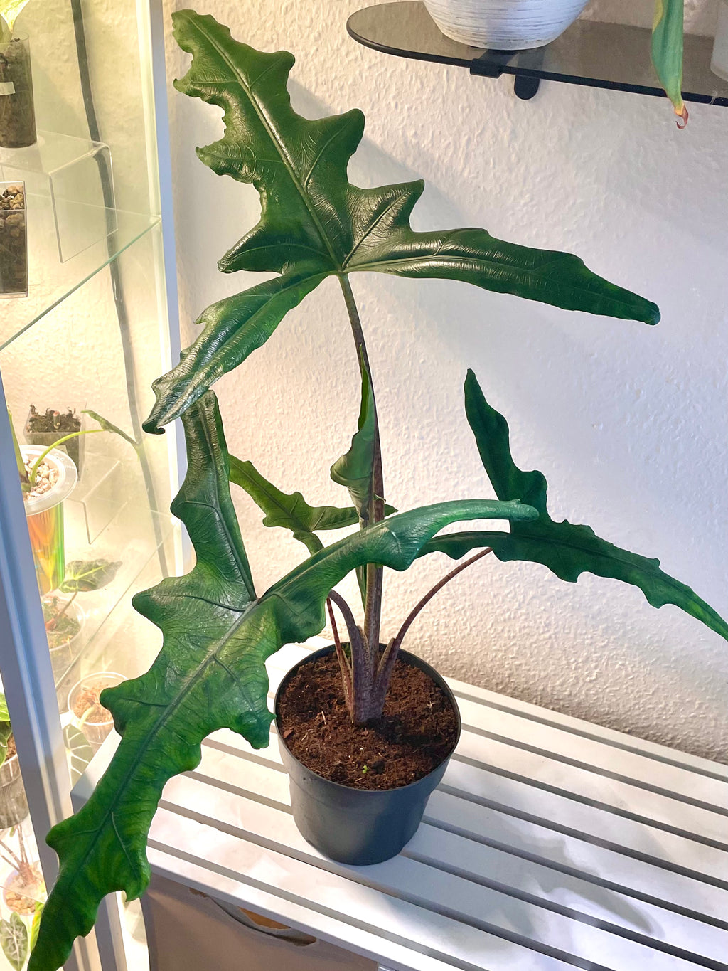 Alocasia Sabrina Narrow