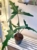 Alocasia Sabrina Narrow