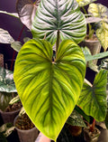 Philodendron Plowmanii