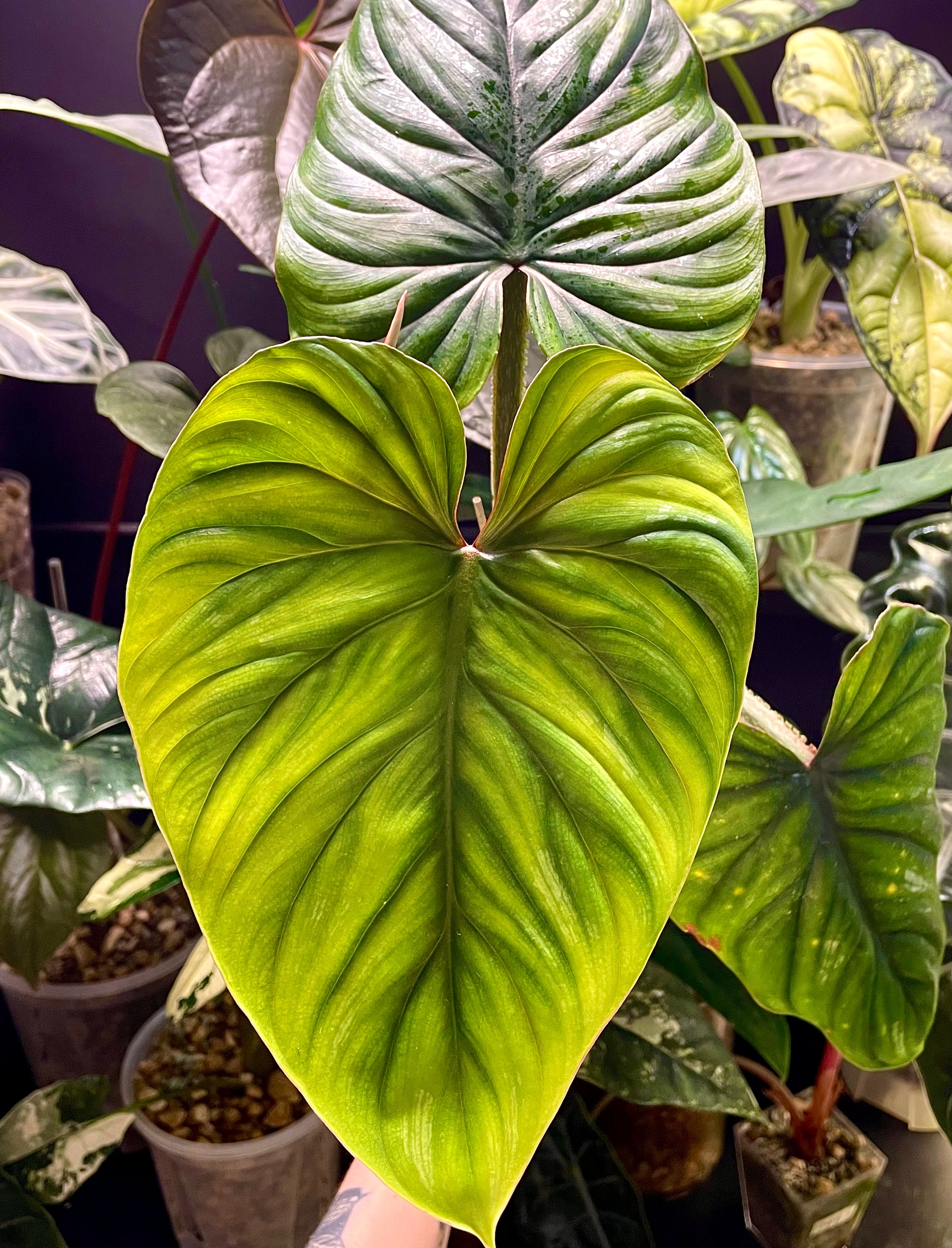 Philodendron Plowmanii