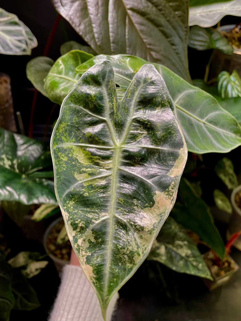 Alocasia Pink Dragon Aurea