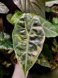 Alocasia Pink Dragon Aurea