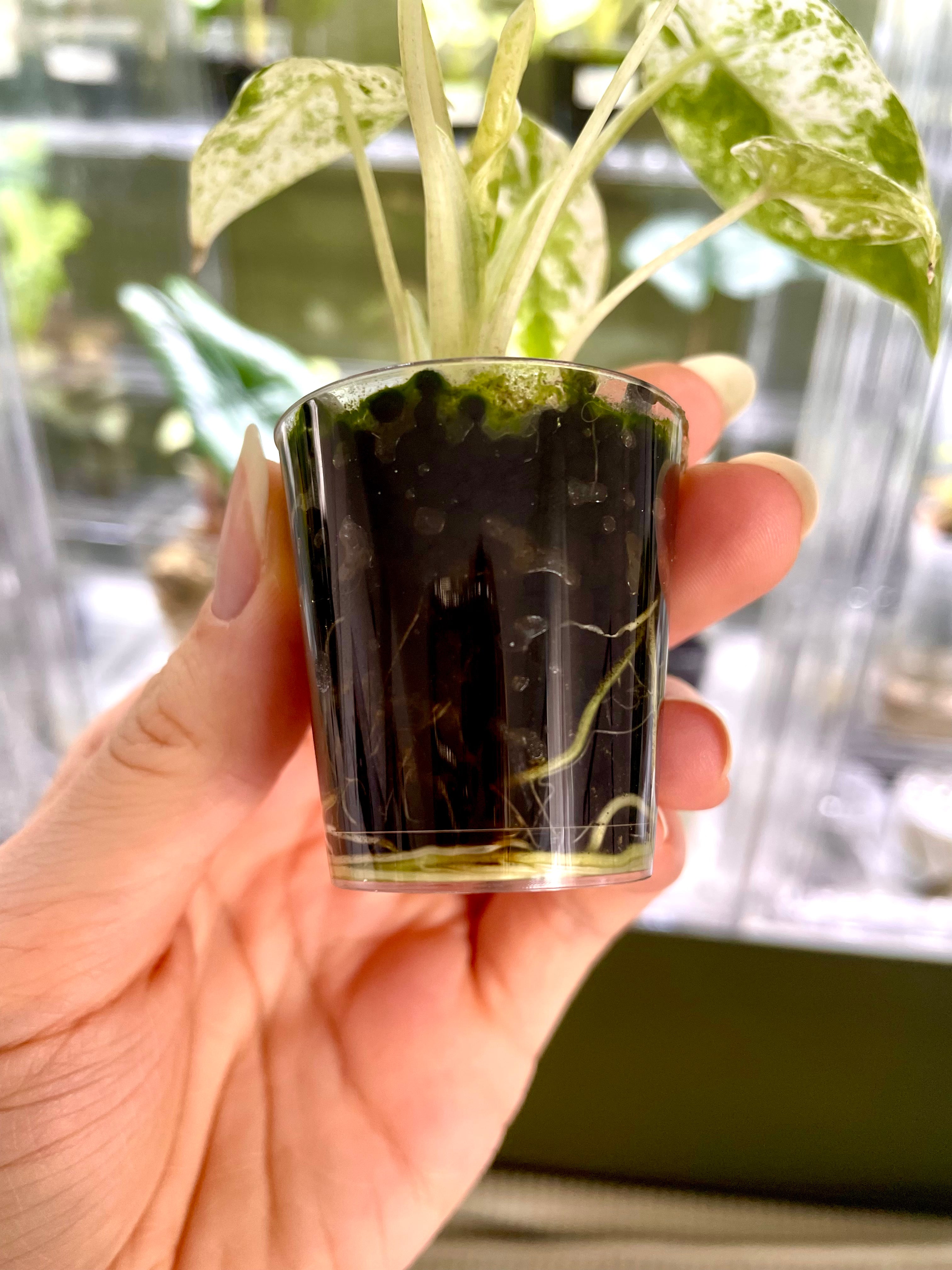 Alocasia Macrorrhiza Splash