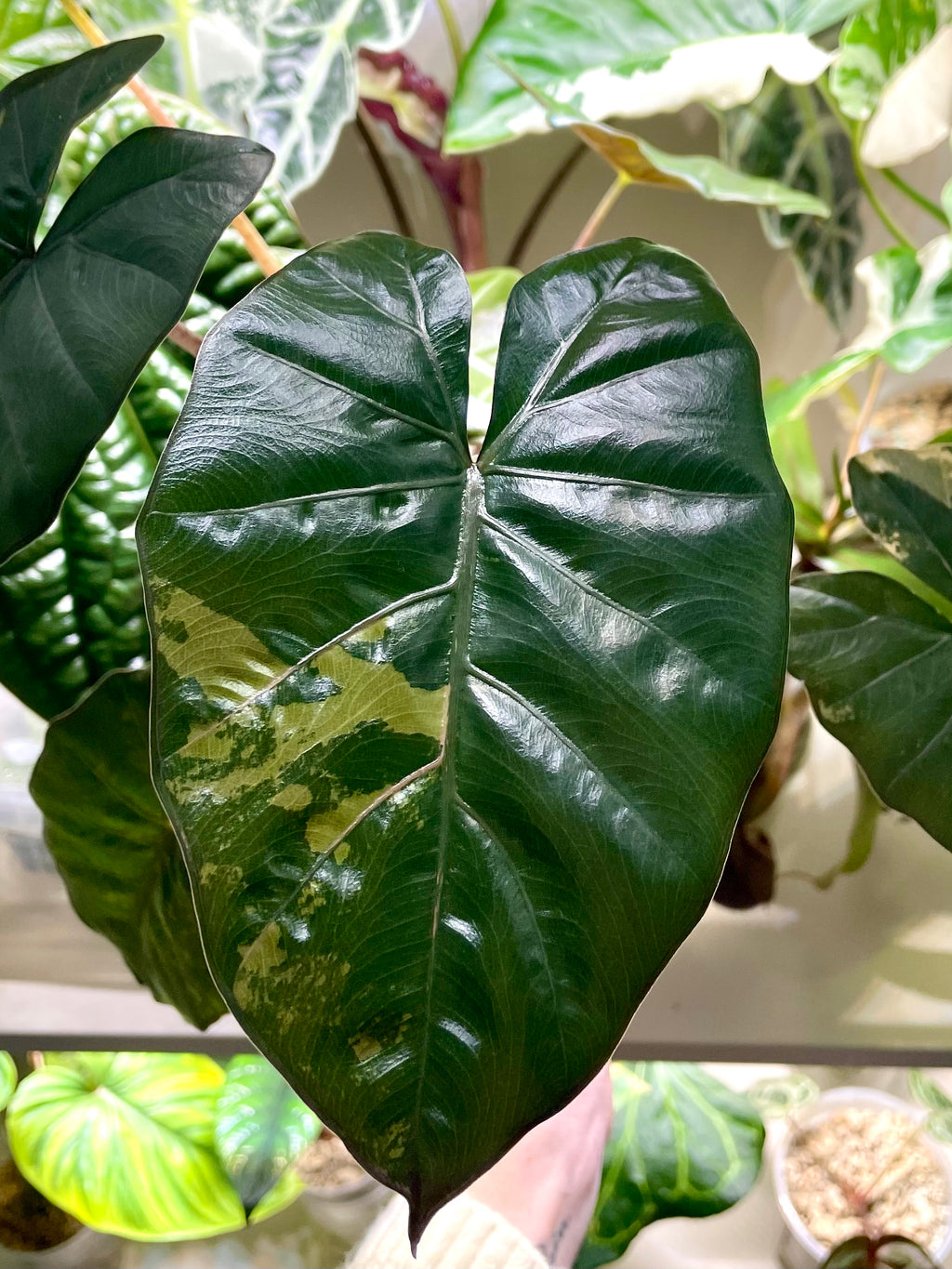 Alocasia Yucatan Princess Variegata