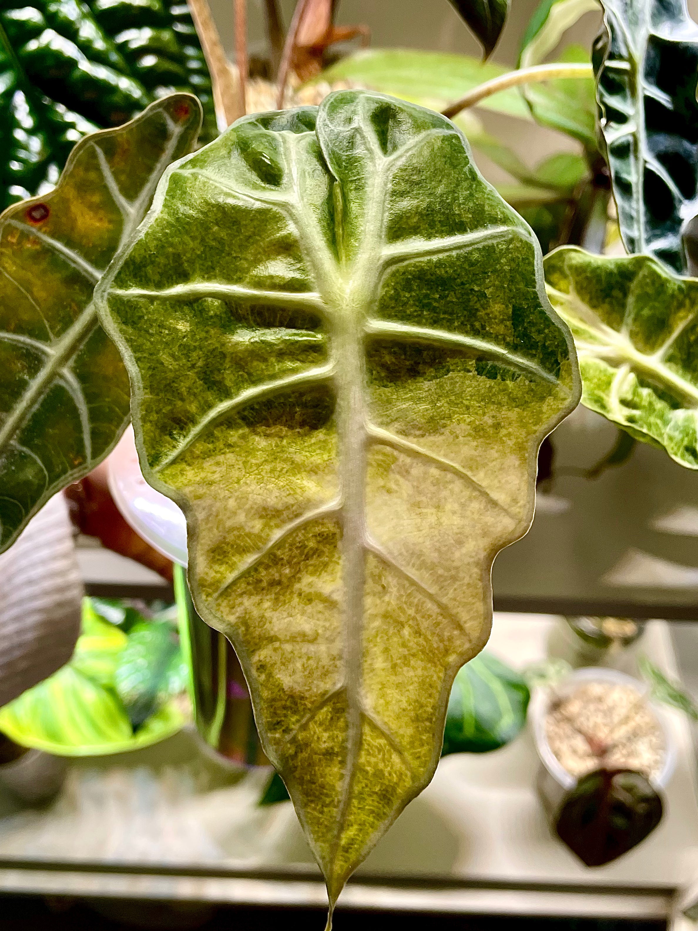 Alocasia Amazonica Yellow