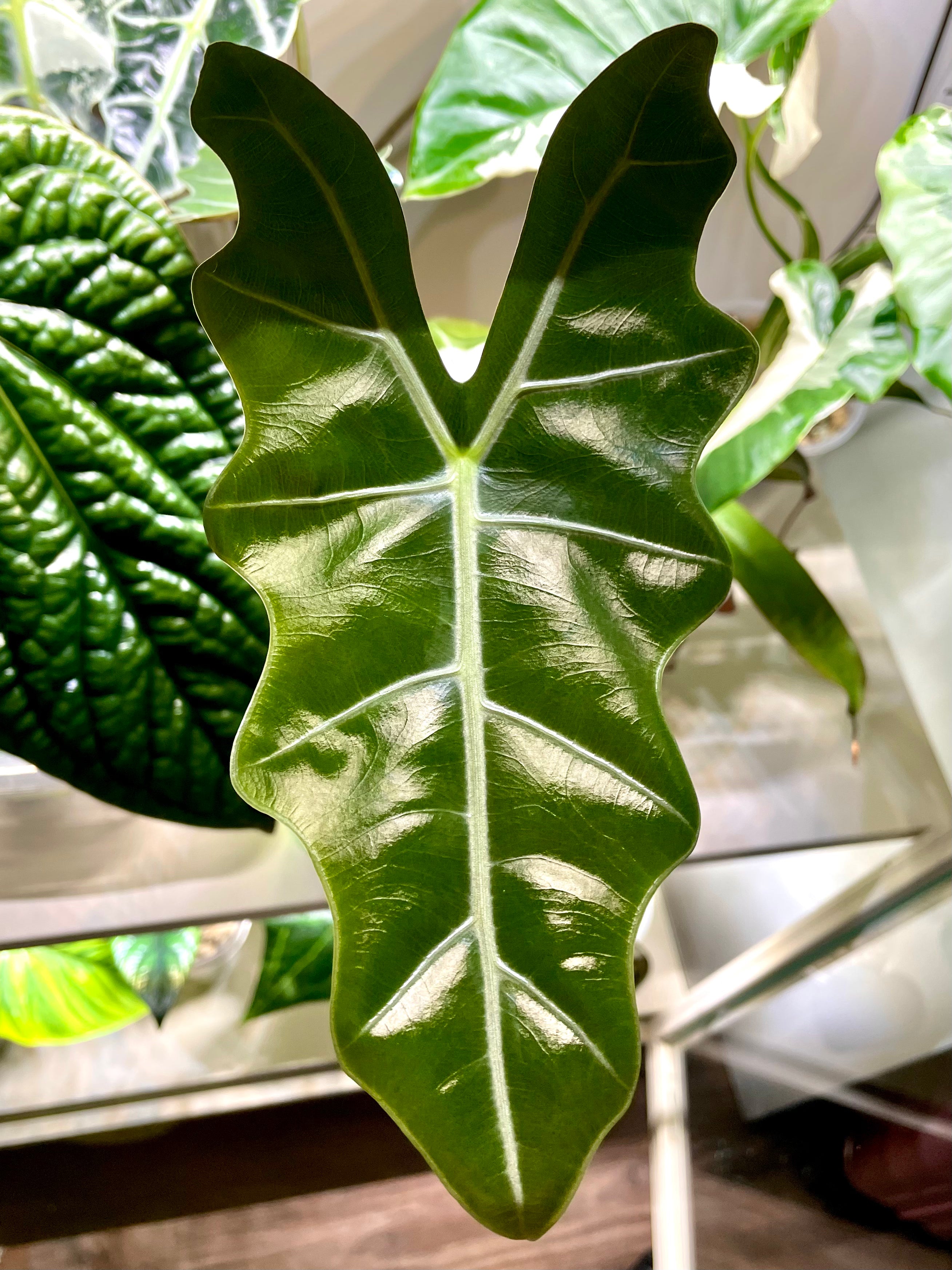 Alocasia Pseudo Sanderiana
