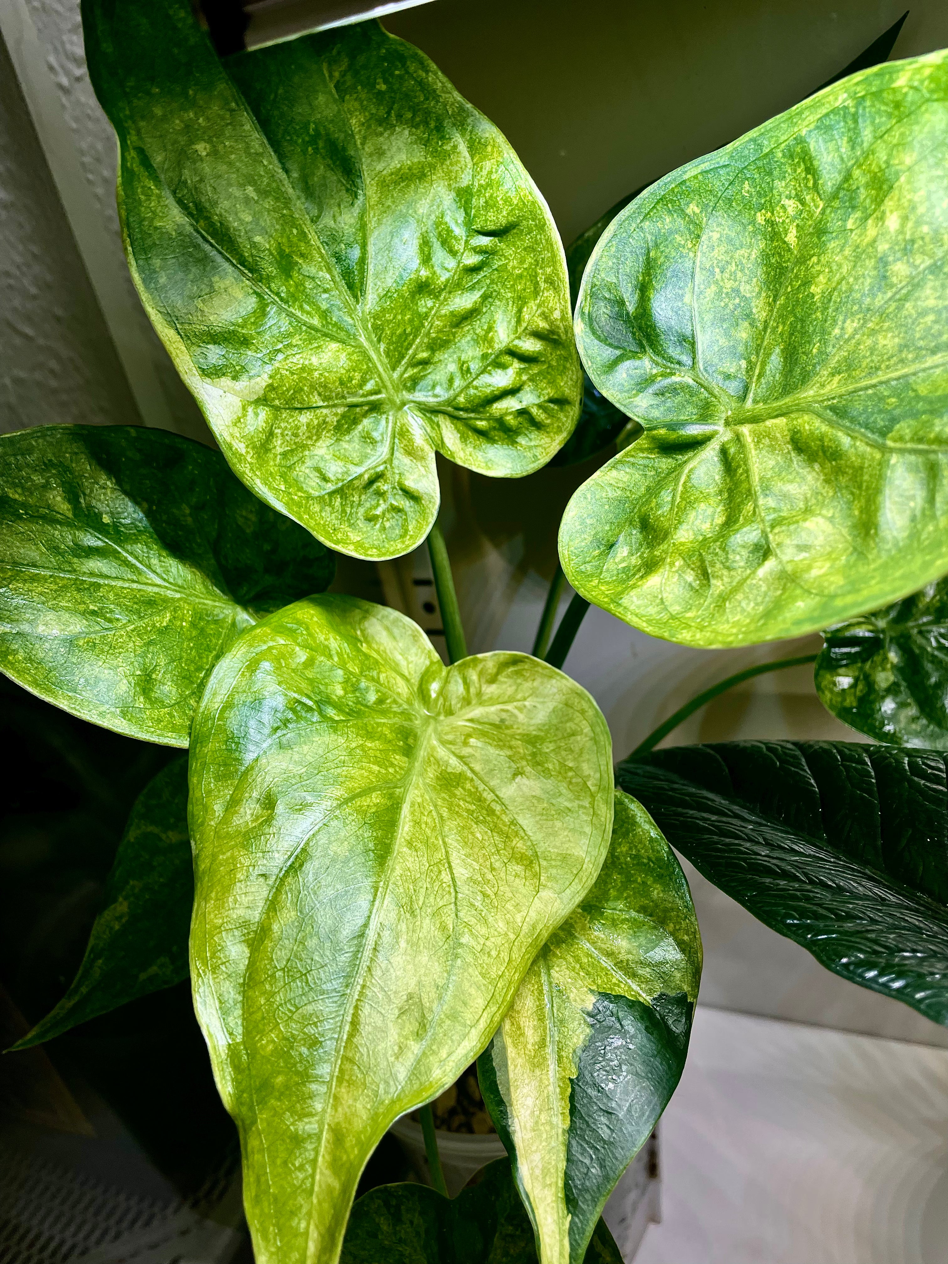 Alocasia Cucullata ´Albo´