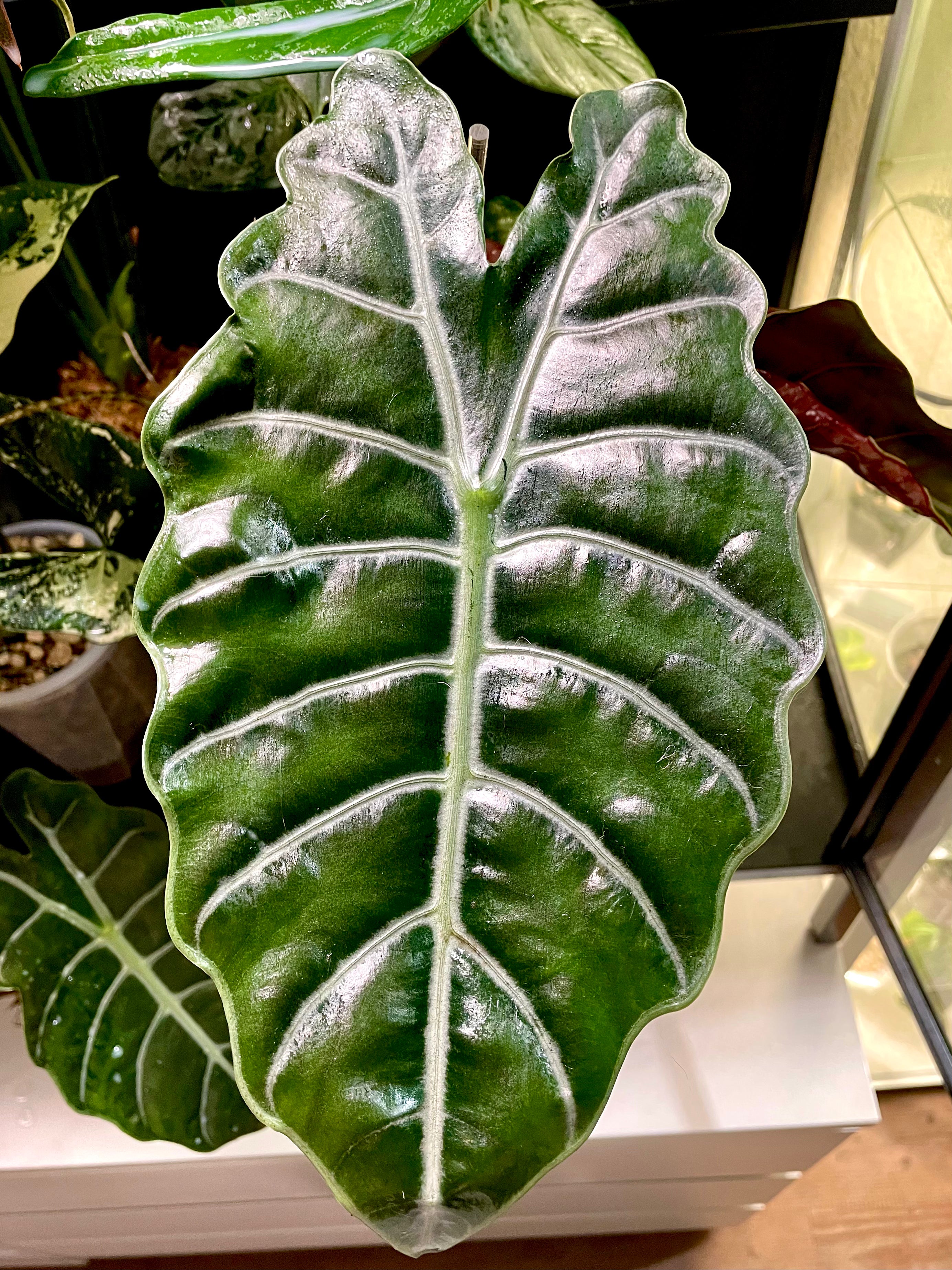 Alocasia Chantrieri