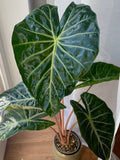 Alocasia Pink Dragon