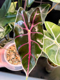 Alocasia Suhirmaniana Purple Vein