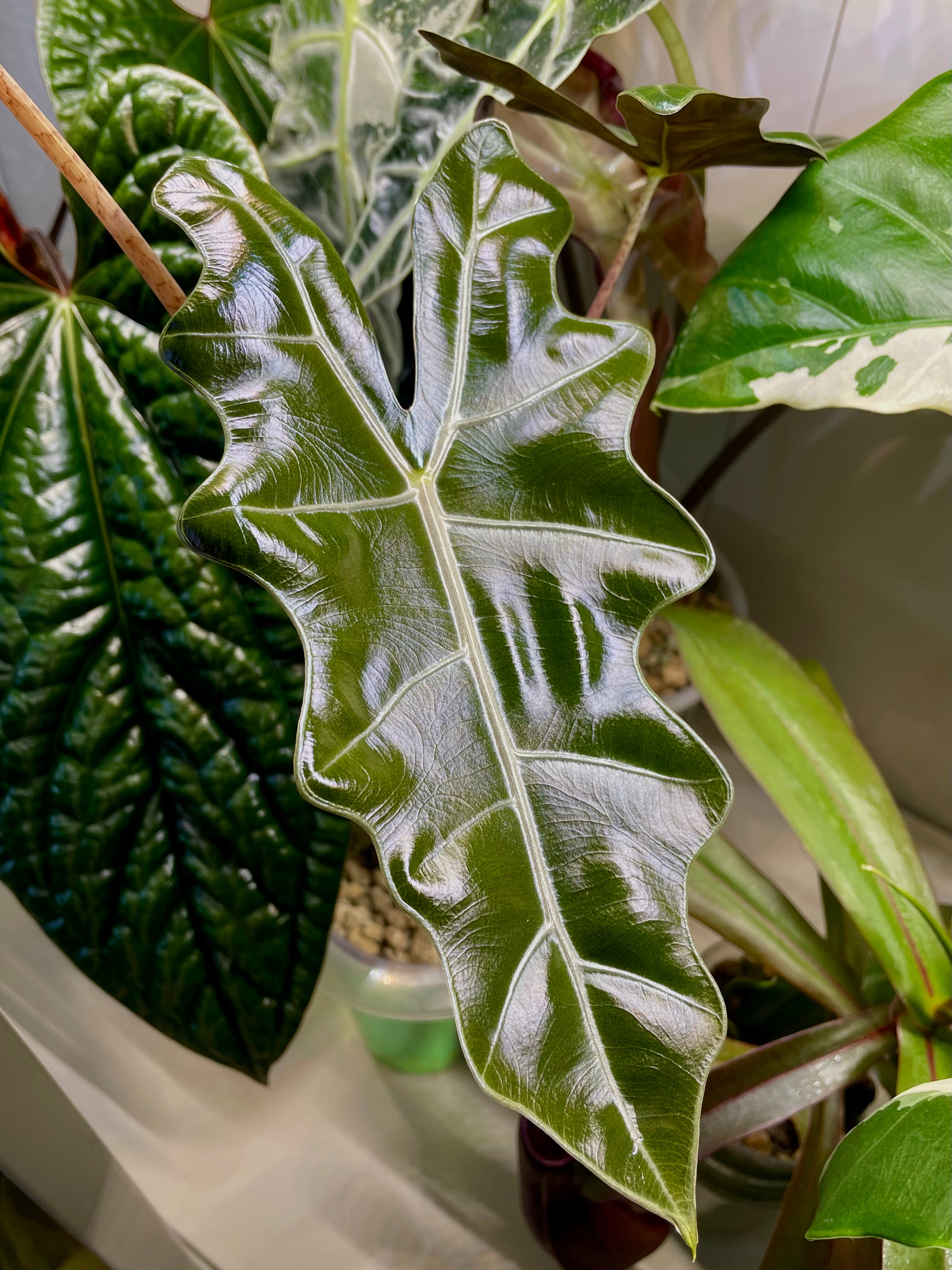 Alocasia Pseudo Sanderiana
