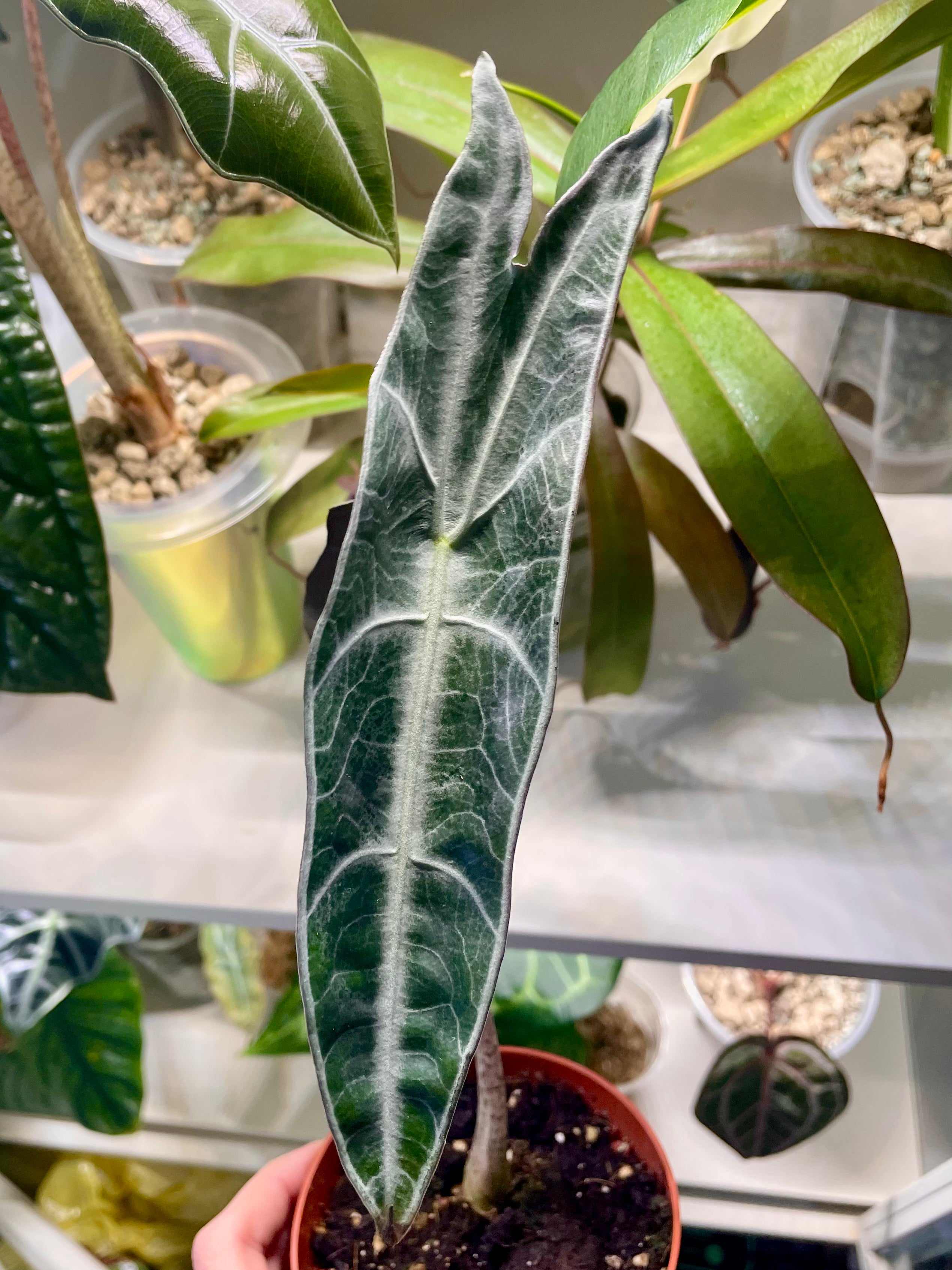 Alocasia Longiloba Purple