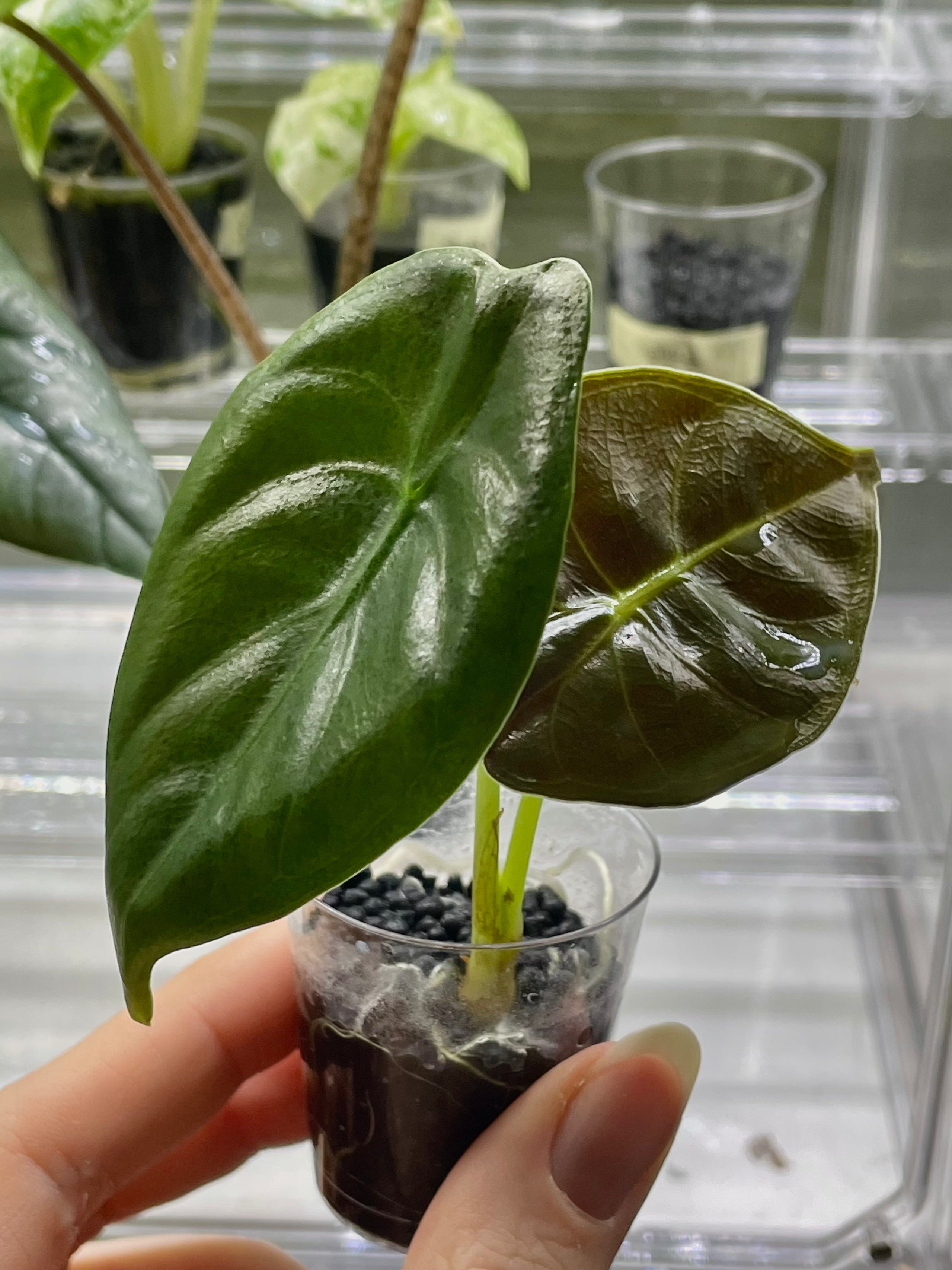 Alocasia Golden Bone