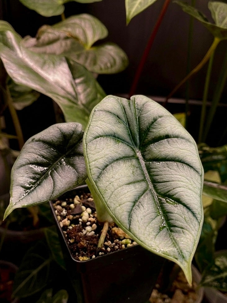 Alocasia Reversa