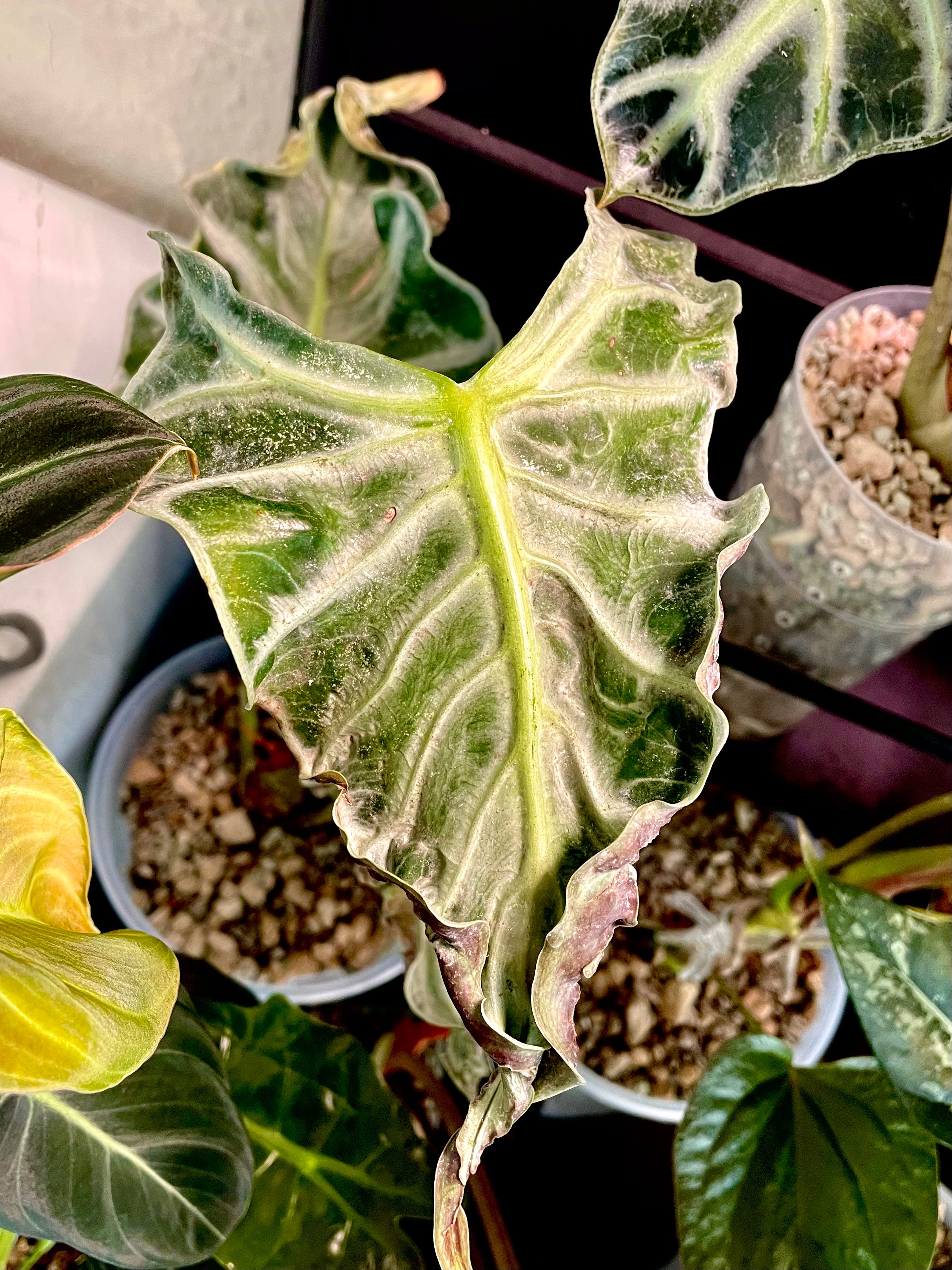 Alocasia Loco