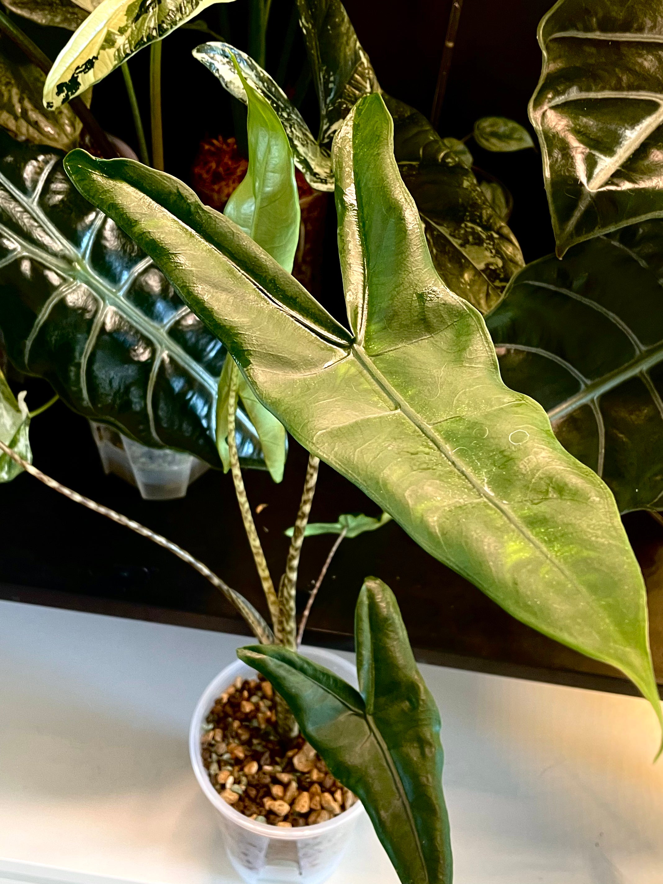 Alocasia Zebrina