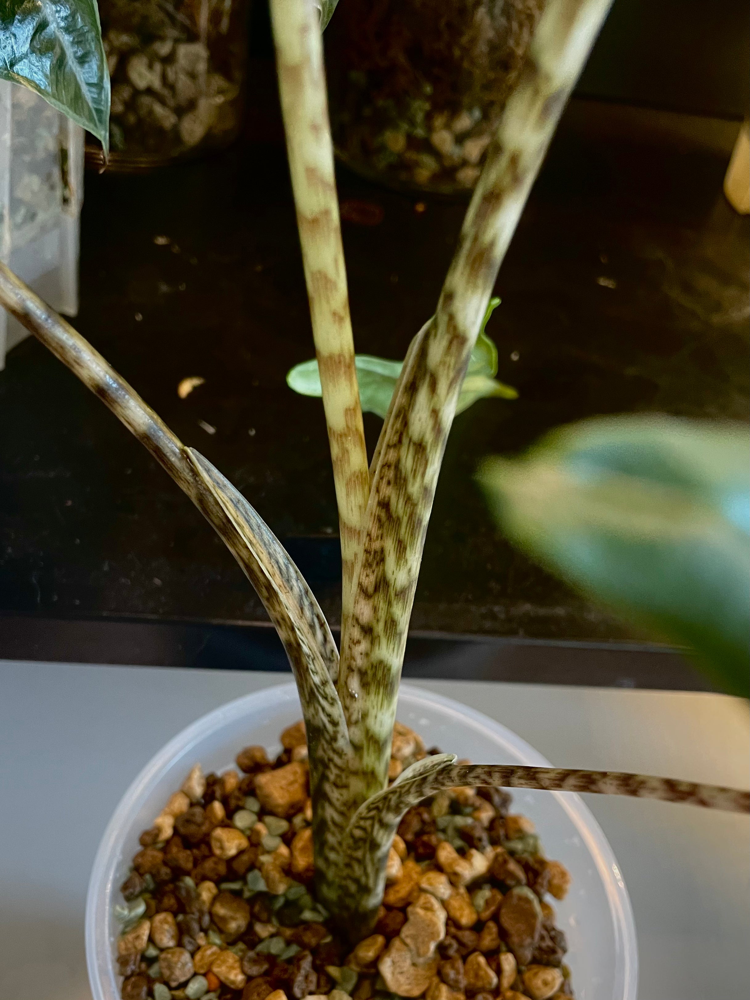 Alocasia Zebrina