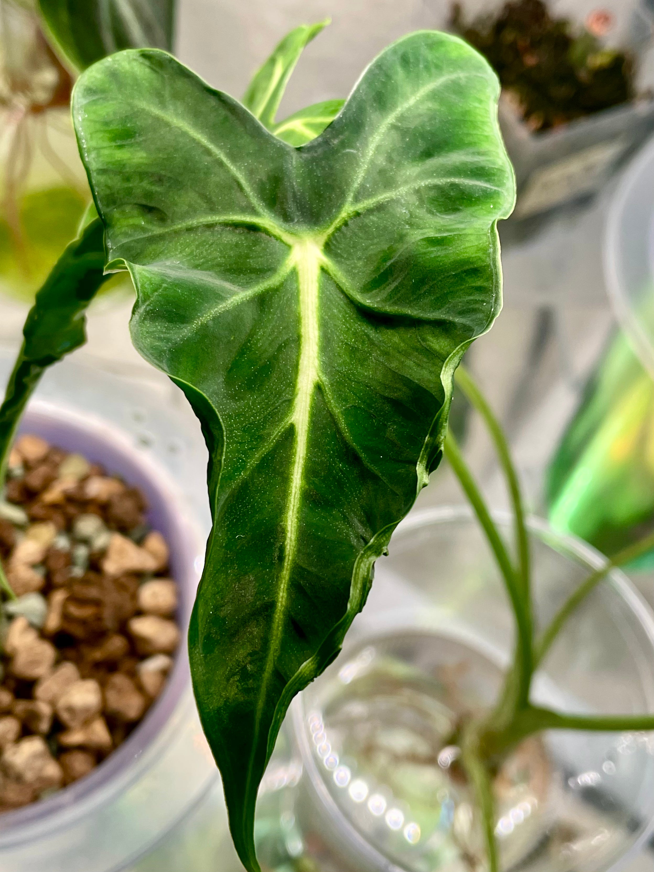 Alocasia Frydek Tattoo
