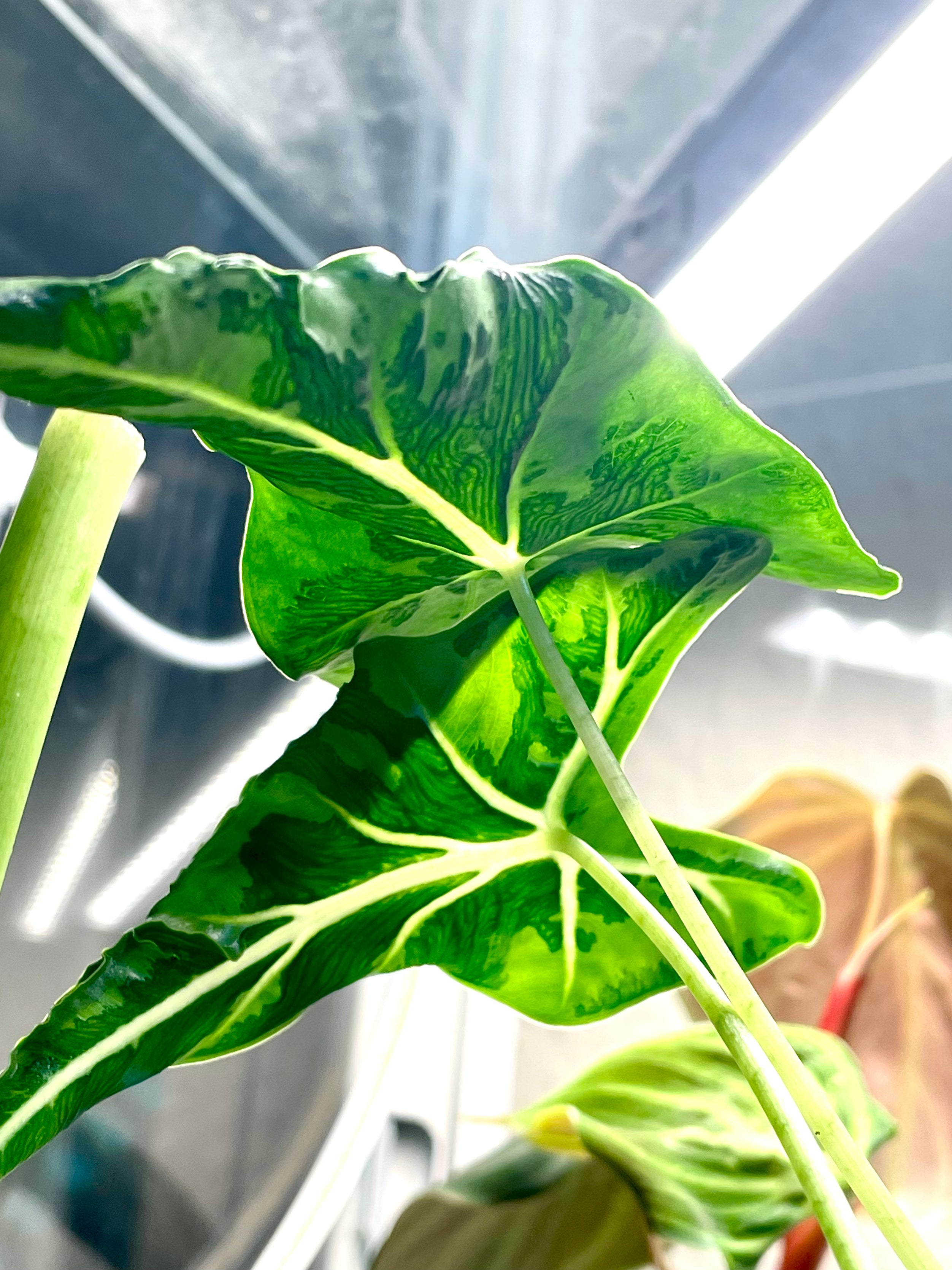 Alocasia Frydek Tattoo