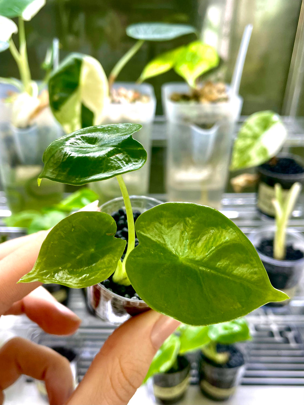Alocasia Reversa