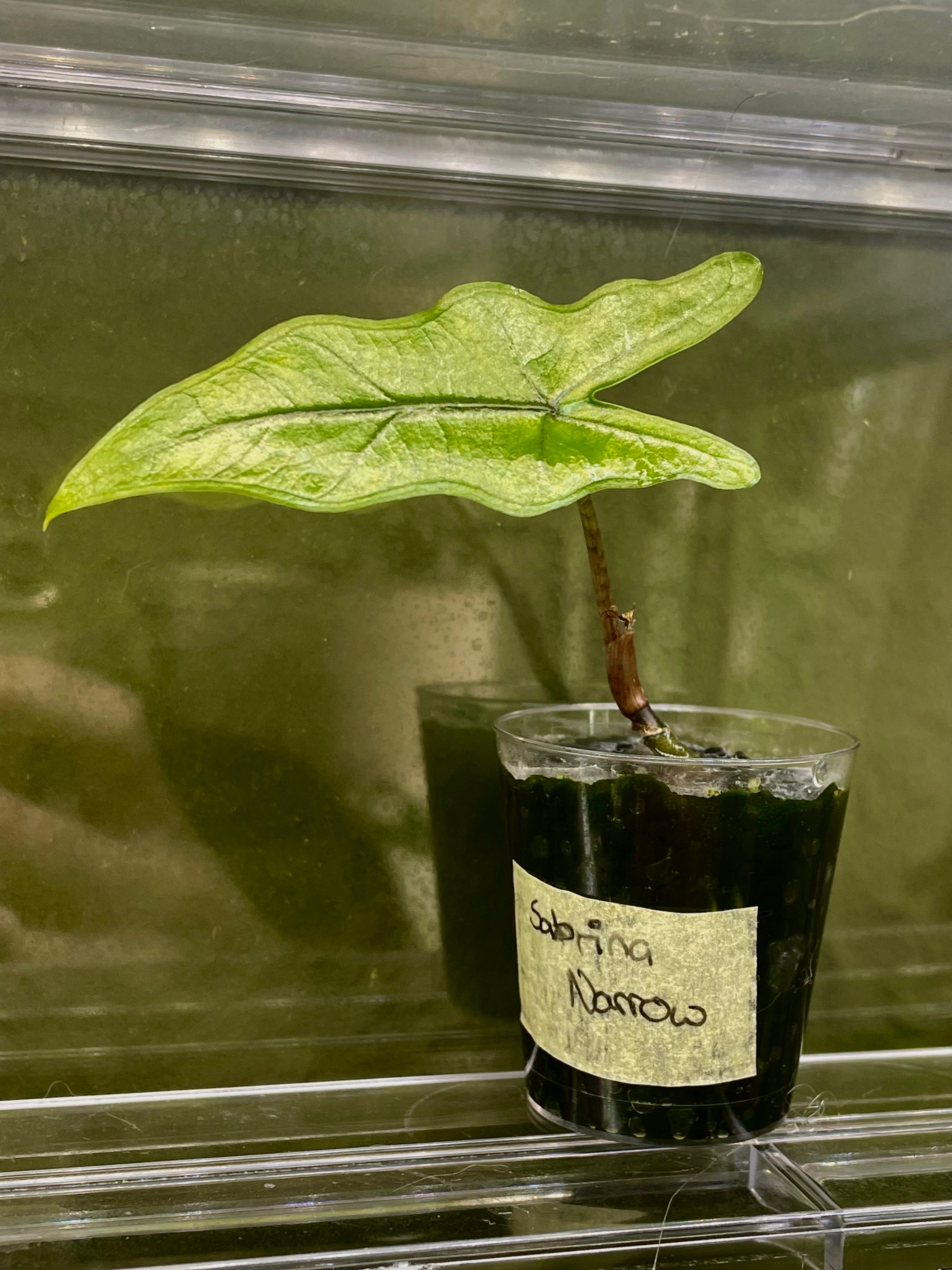 Alocasia Sabrina Narrow