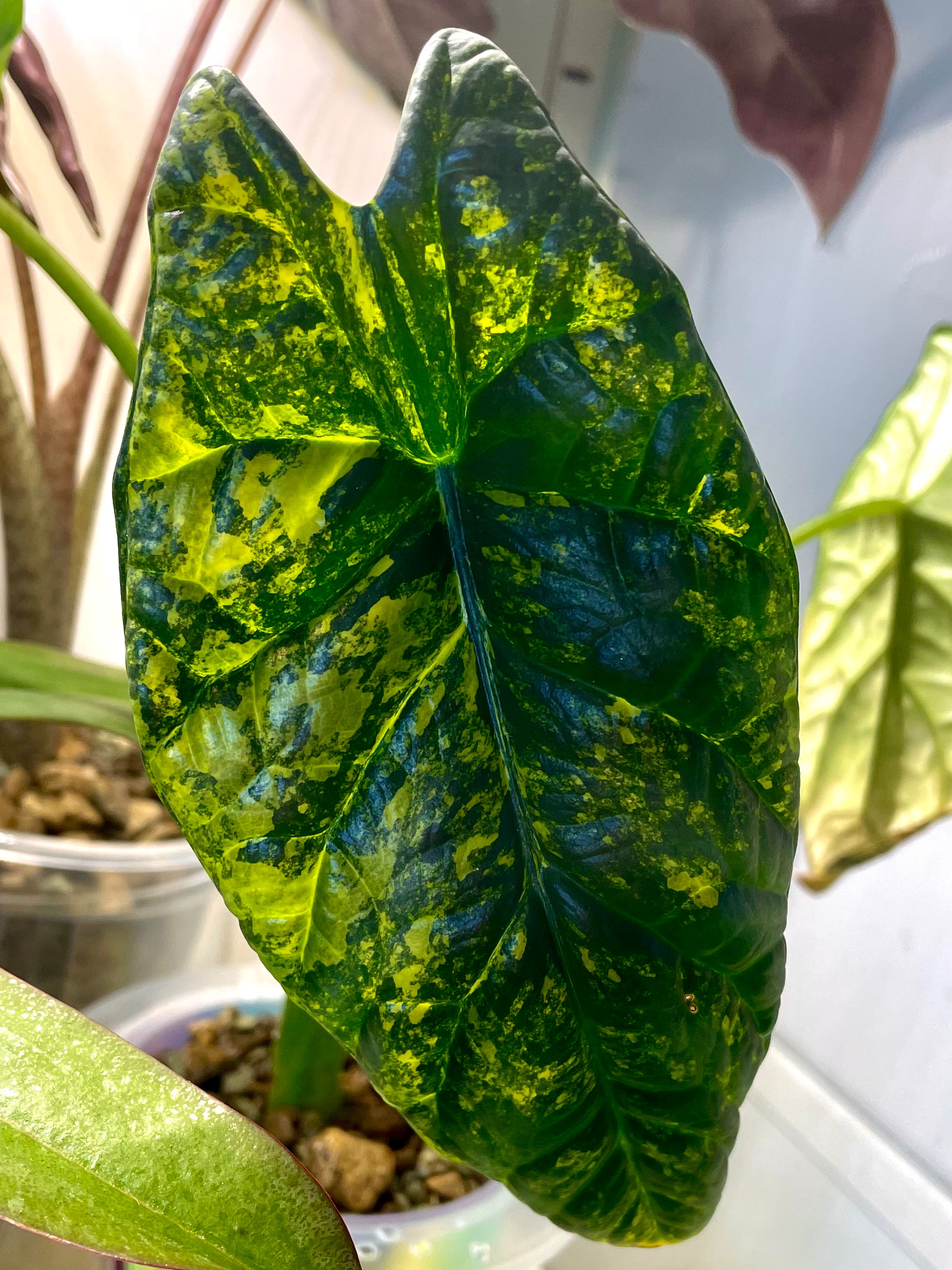 Alocasia Sinuata Aurea