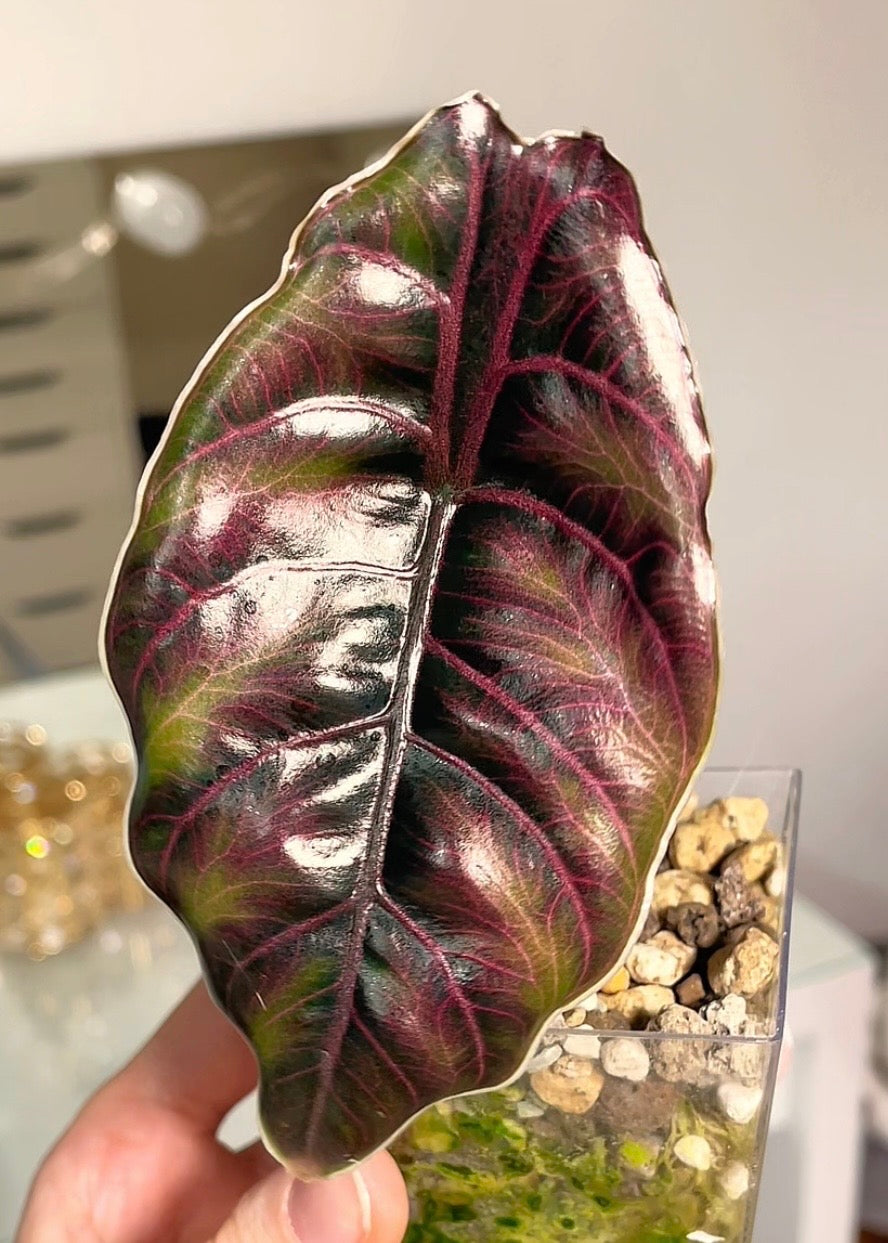 Alocasia Azlanii