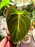 Philodendron Melanochrysum