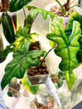 Alocasia Jacklyn