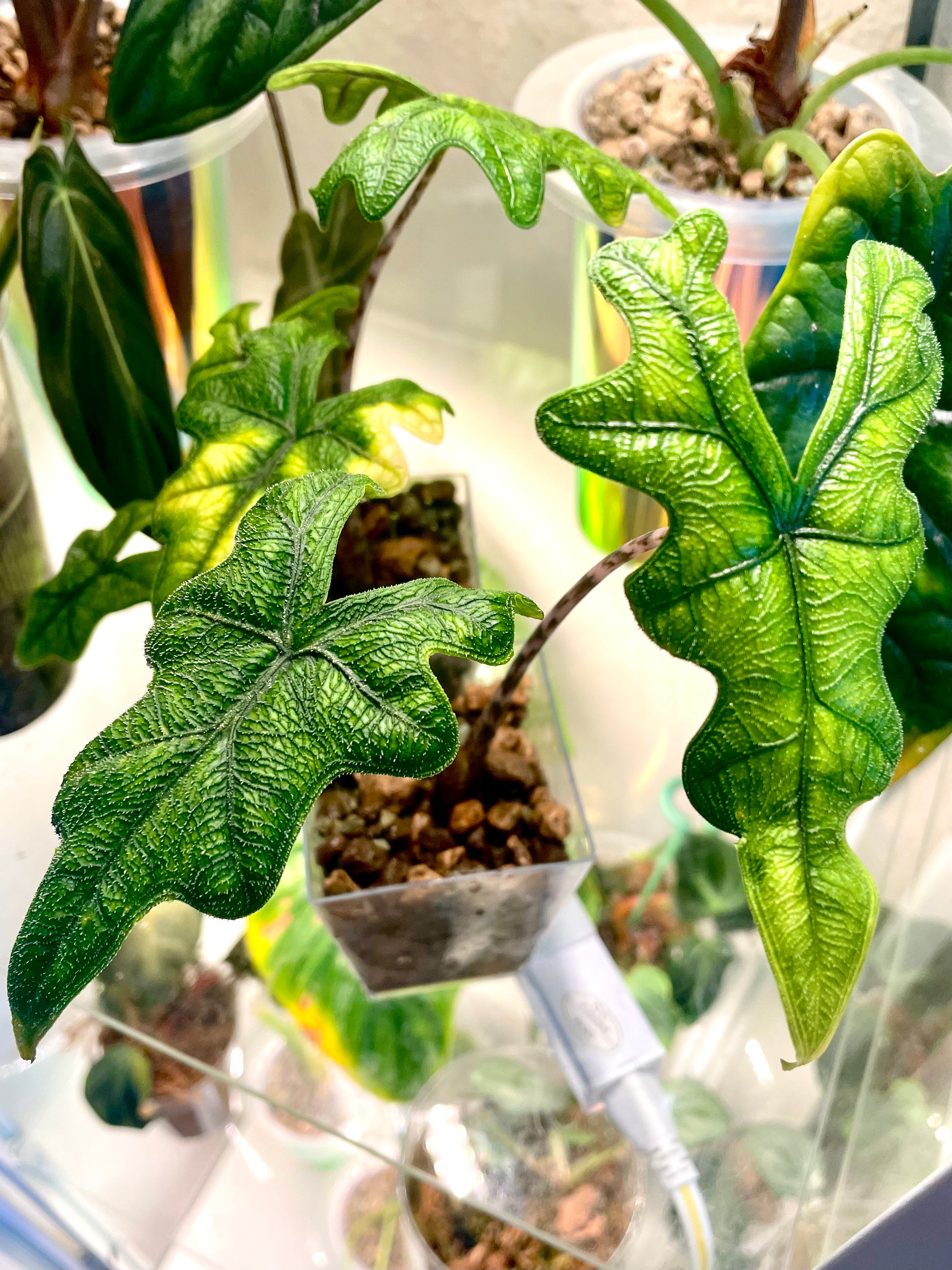 Alocasia Jacklyn