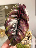 Alocasia Azlanii