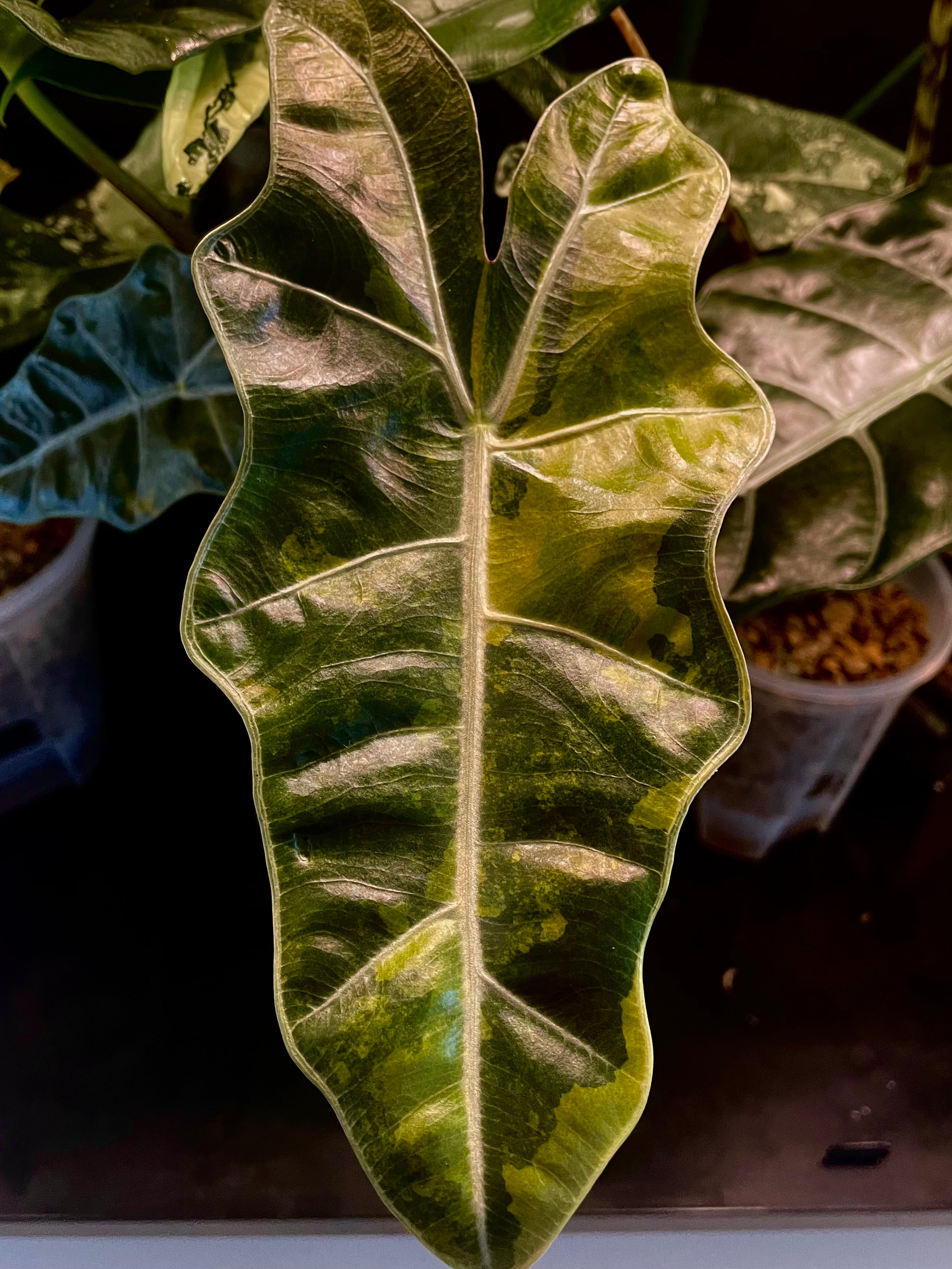 Alocasia Pseudo Sanderiana Aurea