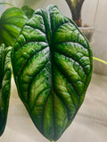 Alocasia Dragon Scale