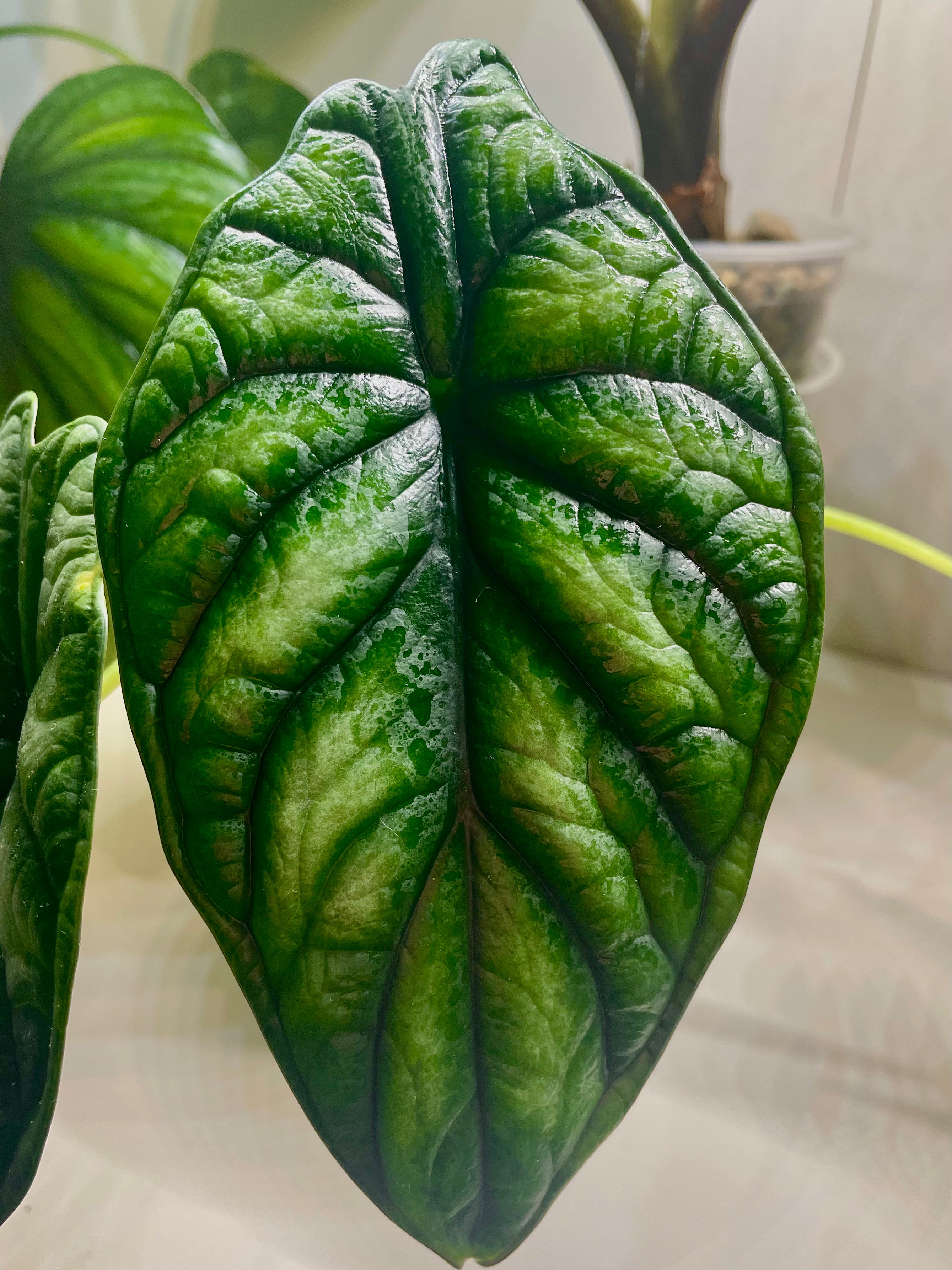 Alocasia Dragon Scale