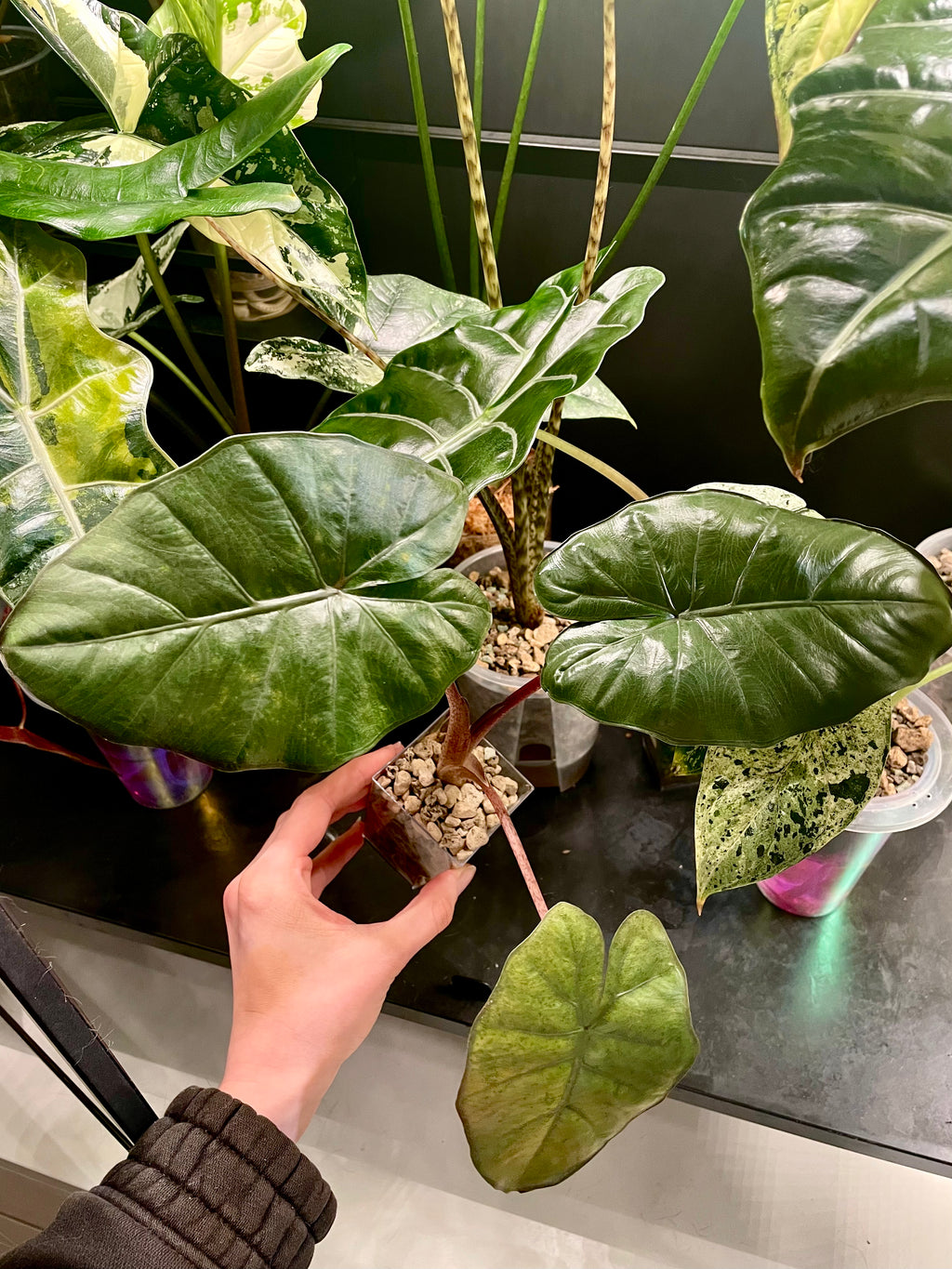 Alocasia Yucatan Princess Green