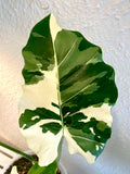 Alocasia Okinawa Silver