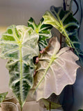 Alocasia Polly Pink