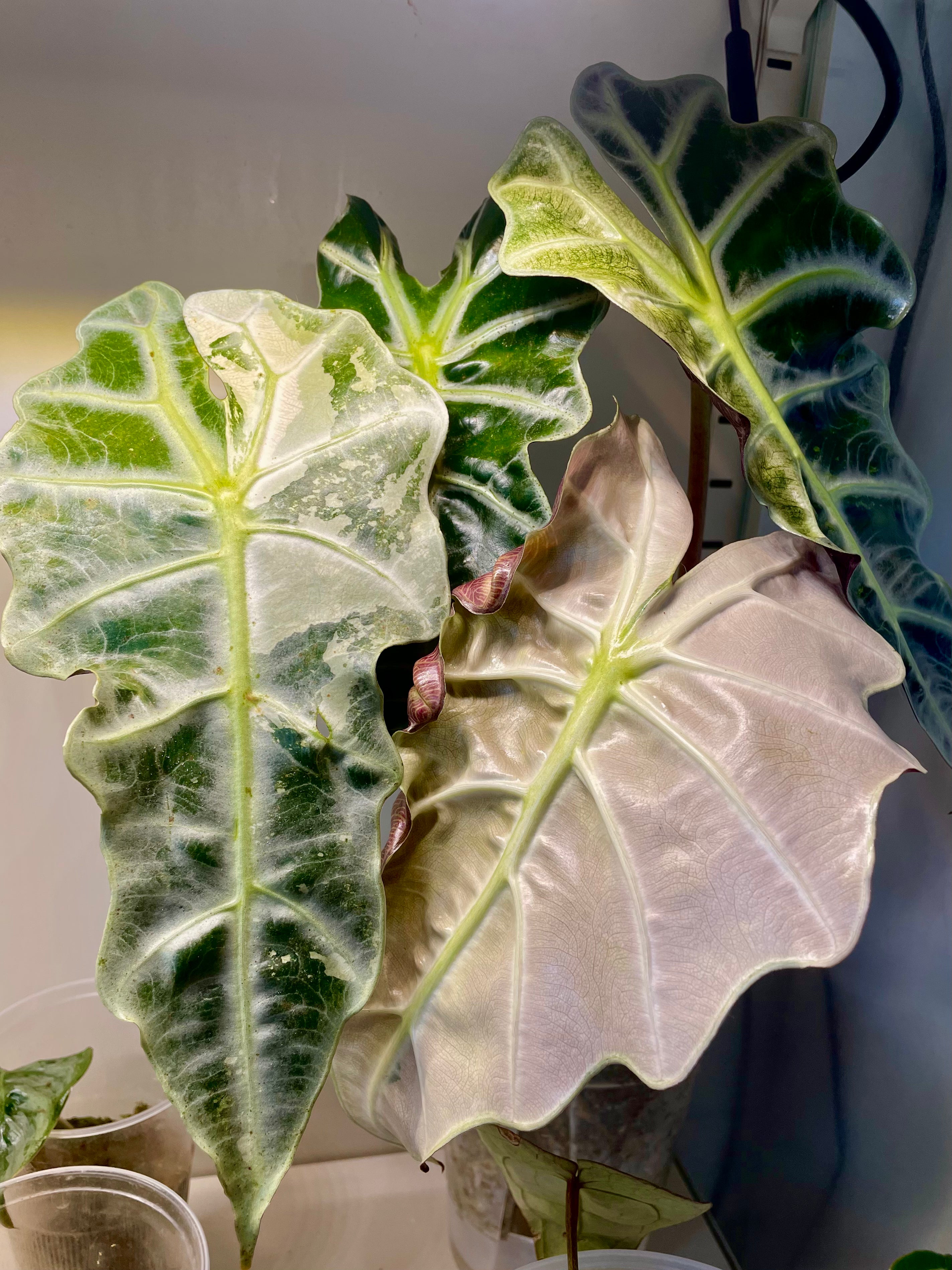 Alocasia Polly Pink