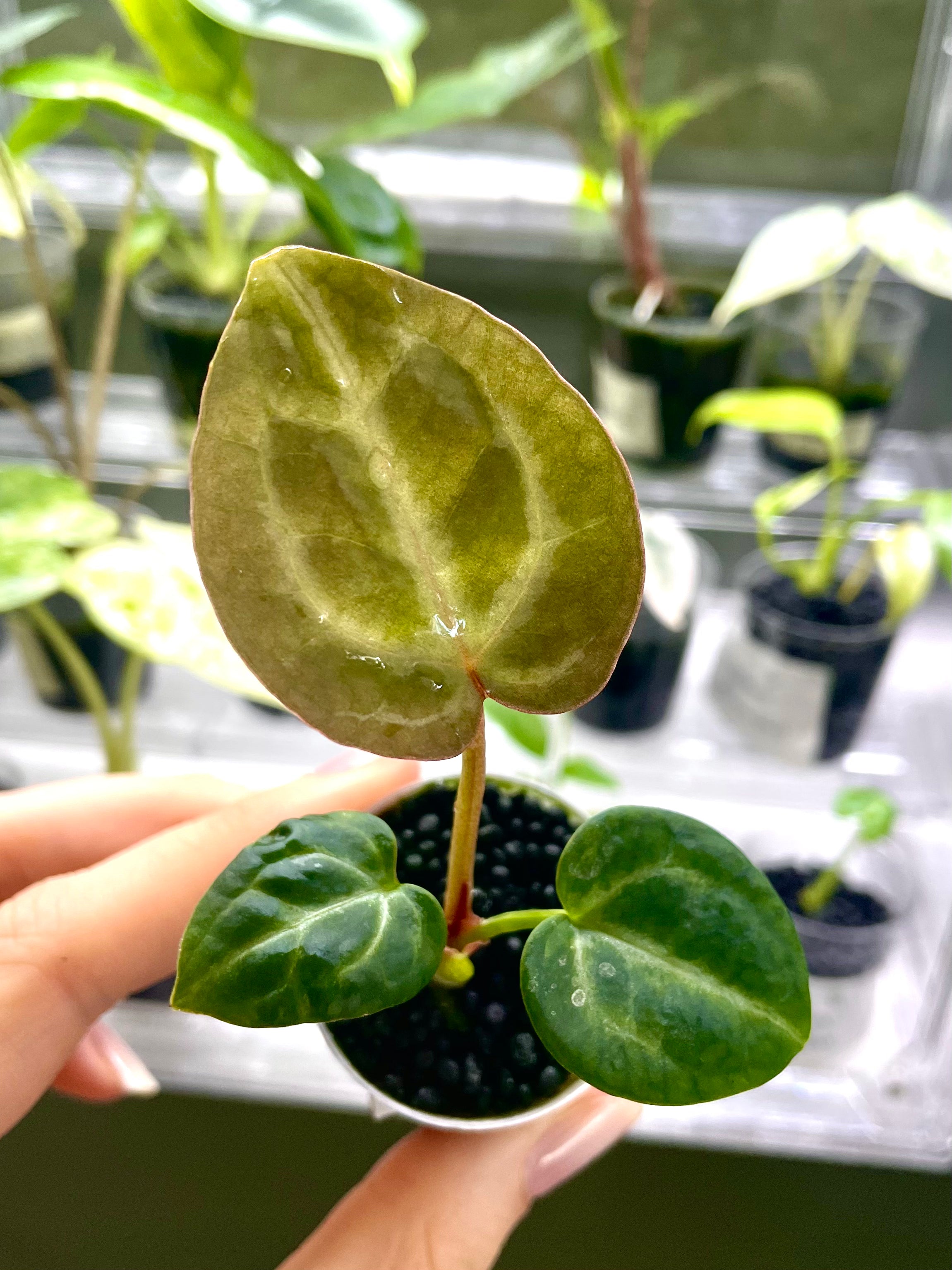 Anthurium Tezula Red Crystallinum X (SKG Silver X Red Crystallinum)